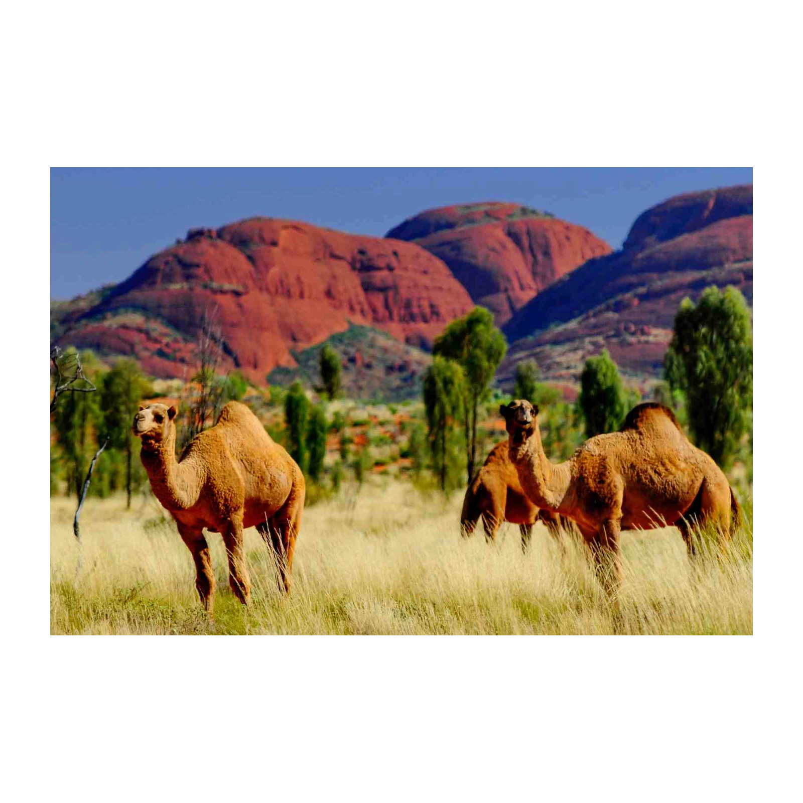Desert Camels Outback Adventure Wall Art