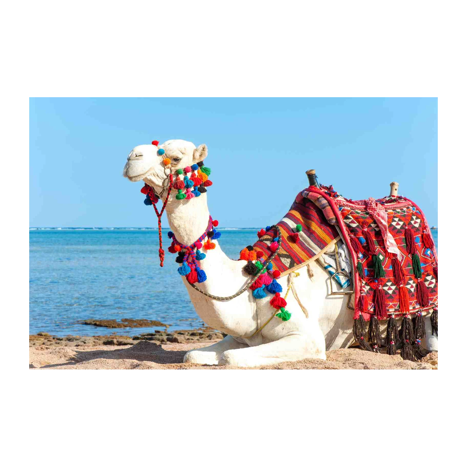 Majestic Camel Desert Scene Wall Art