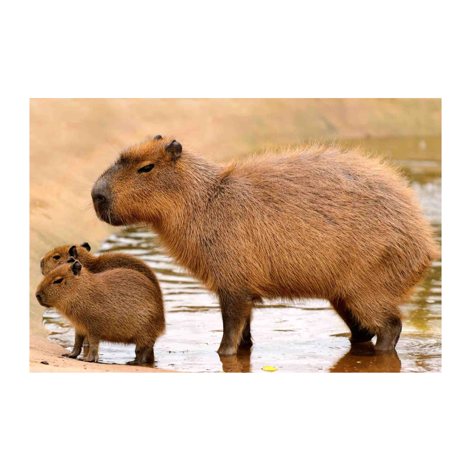 Adorable Capybara Family Nature Wall Art
