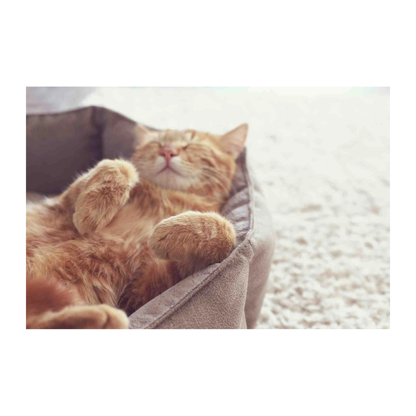 Cozy Orange Cat Nap Wall Art