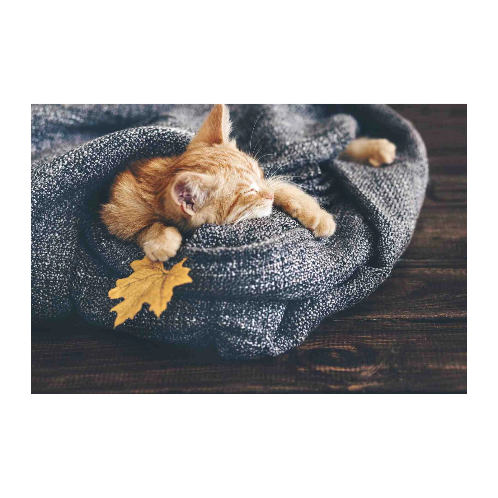Cozy Orange Kitten Autumn Nap Wall Art