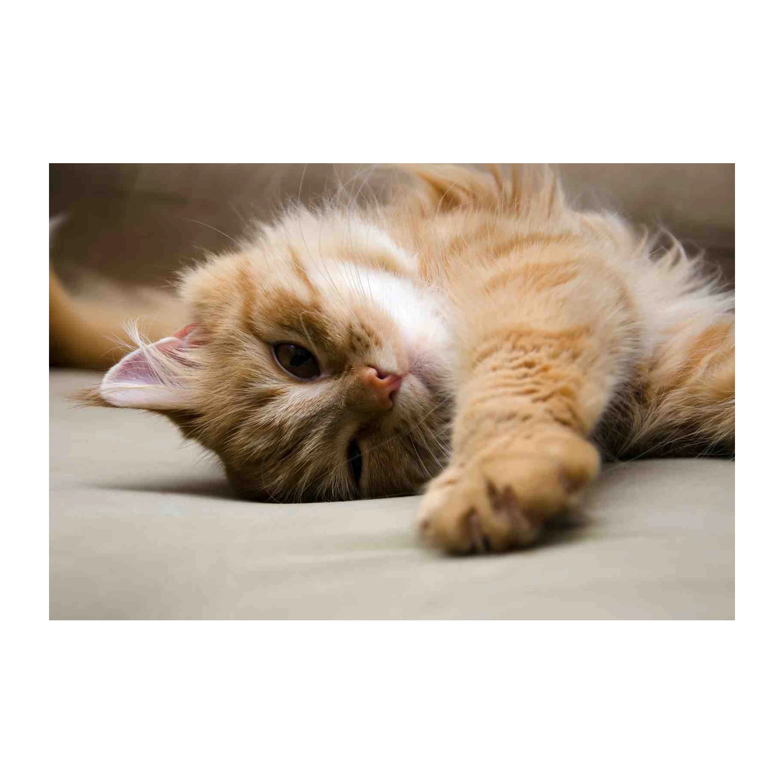 Adorable Ginger Cat Cozy Relaxation Wall Art