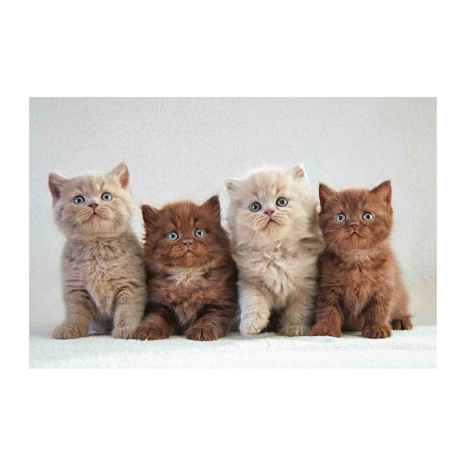 Adorable Kitten Friends British Shorthair Wall Art