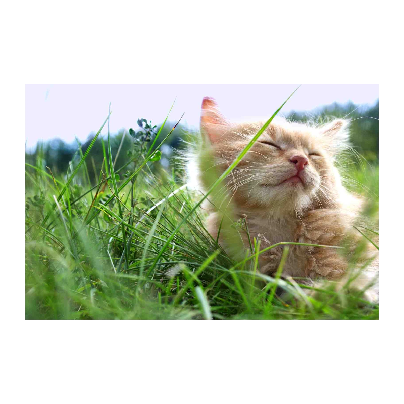 Joyful Kitten in Grass Wall Art