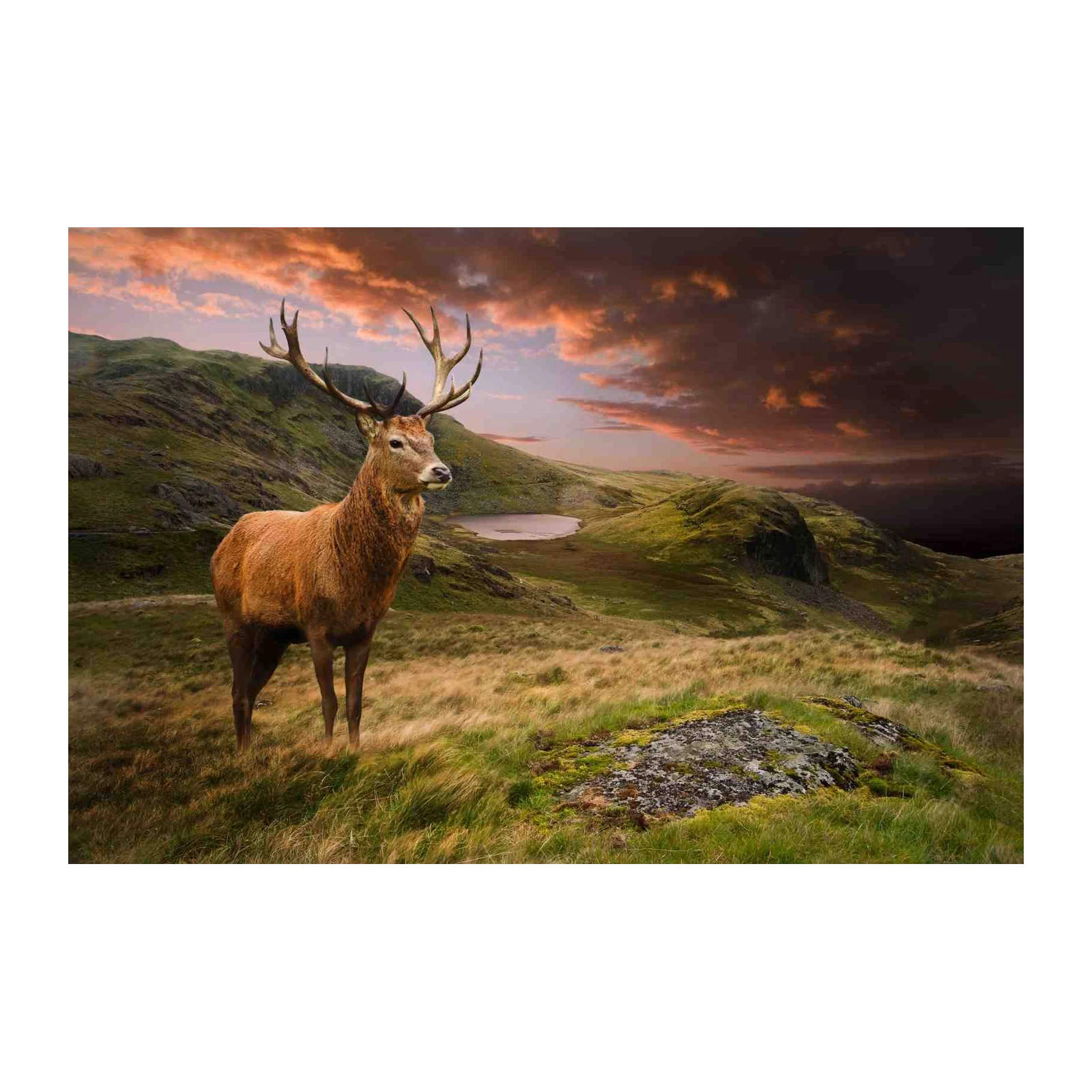 Majestic Stag Highland Sunset Wall Art