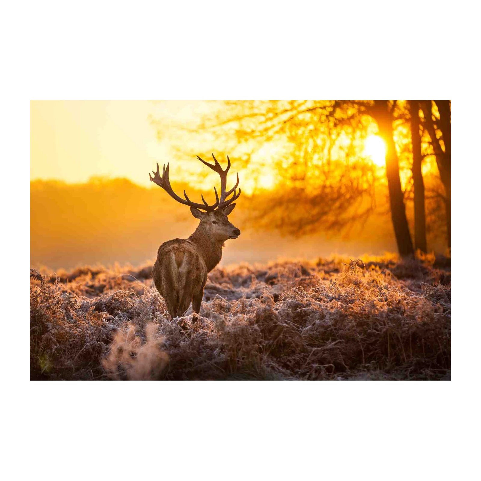 Majestic Stag Sunrise Wildlife Wall Art