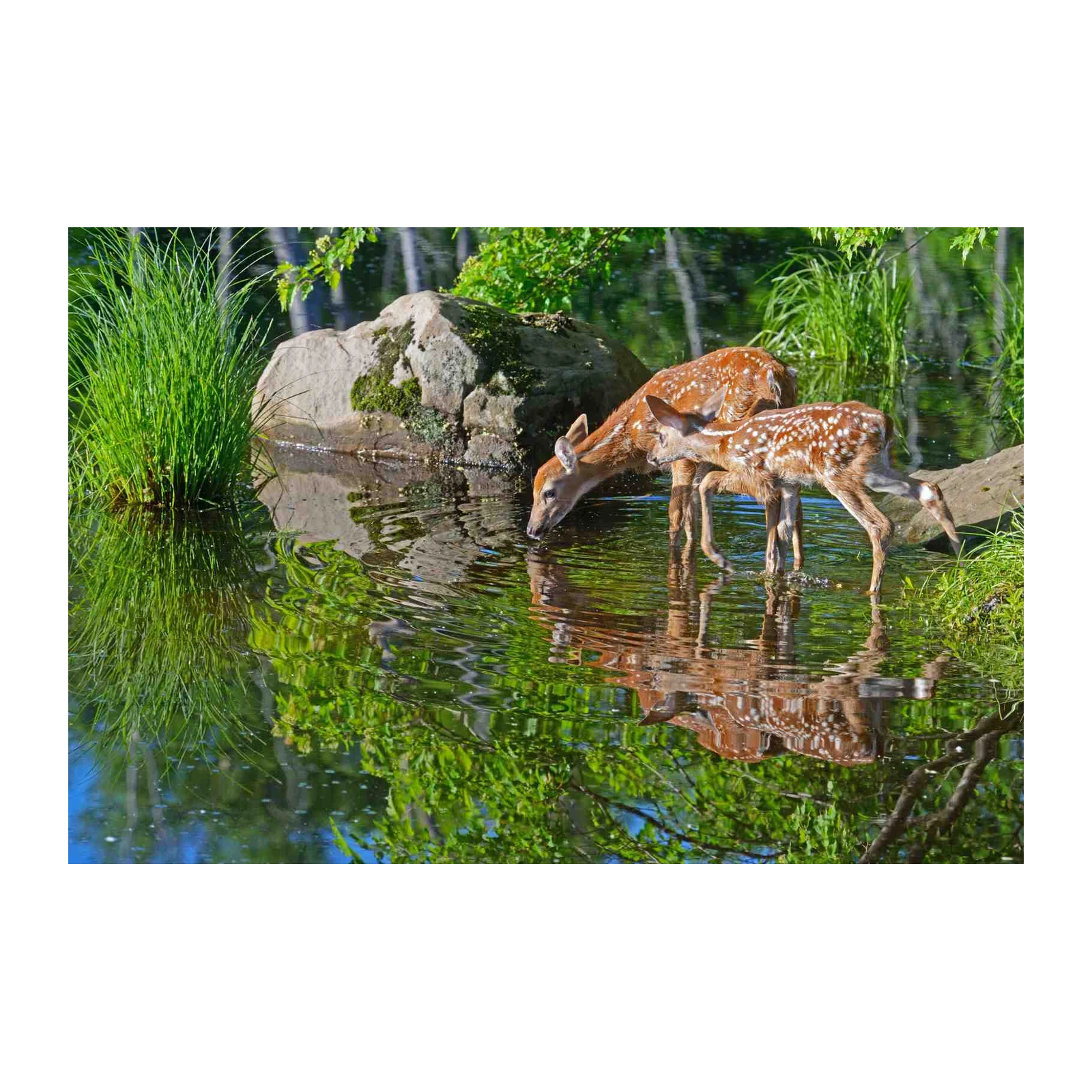Serene Fawn Nature Scene Wall Art