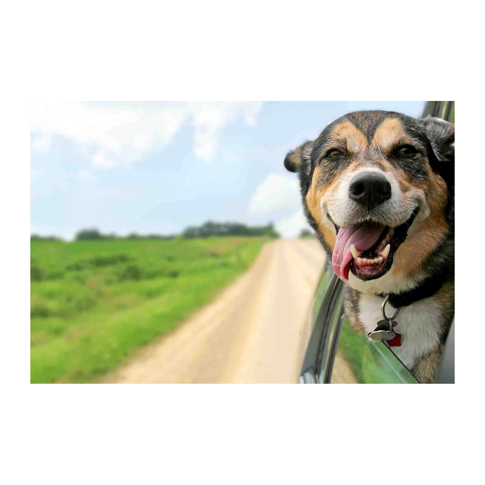 Joyful Dog Road Trip Wall Art
