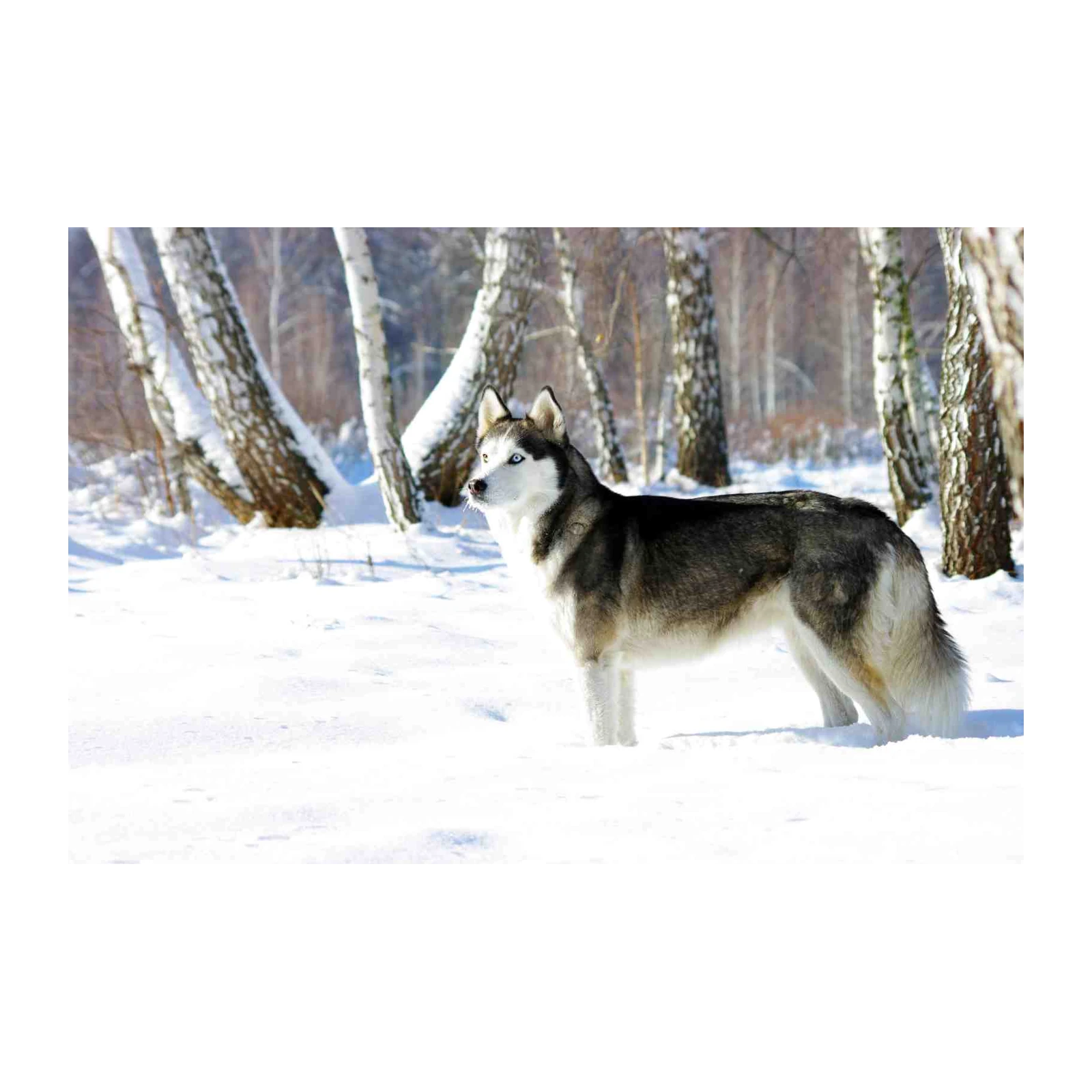Majestic Husky in Winter Forest Wall Art