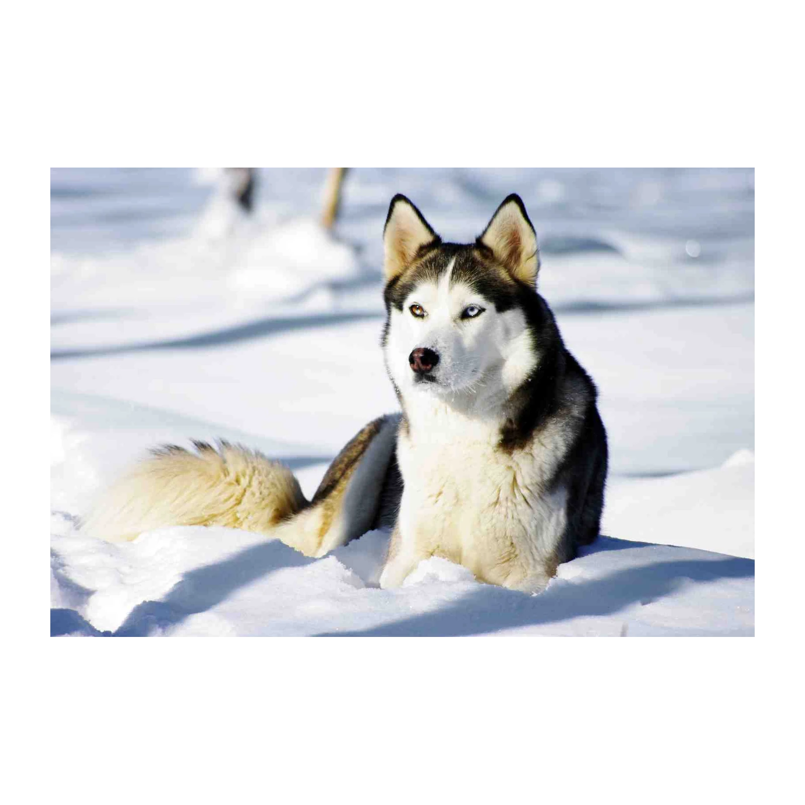 Majestic Husky in Snow Wall Art