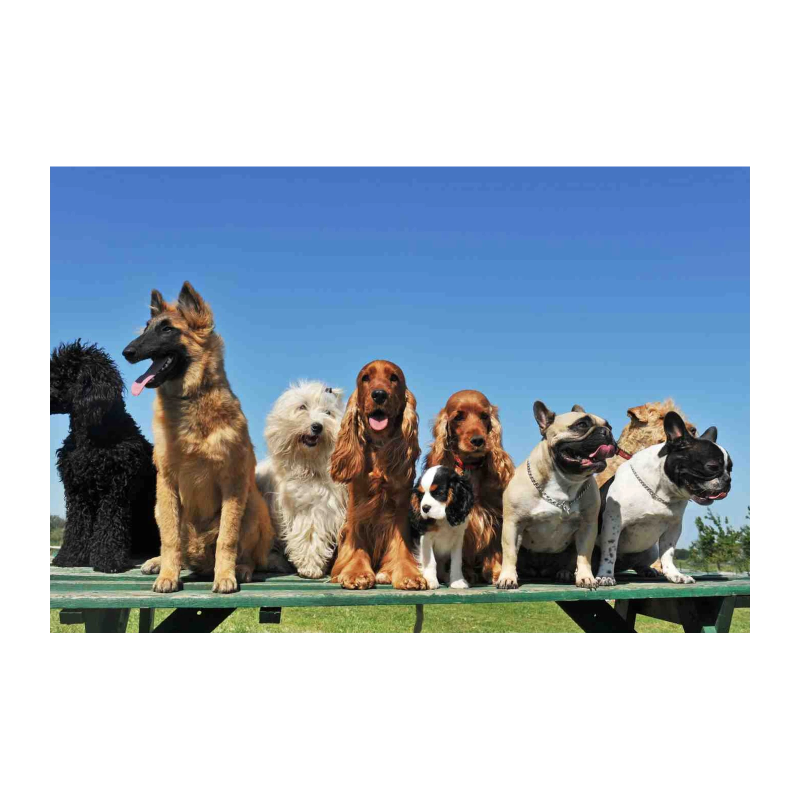 Happy Pups Dog Park Scene Wall Art