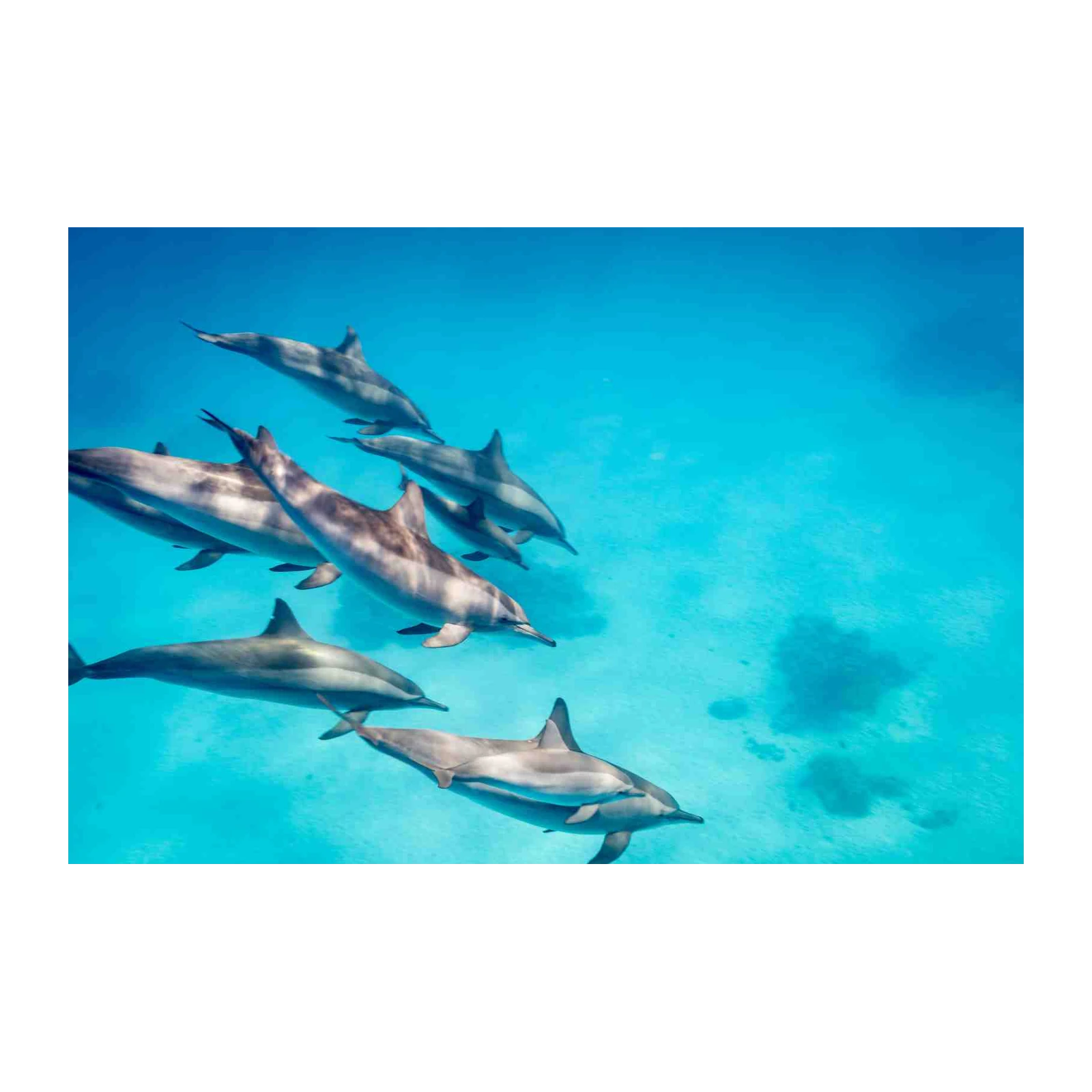 Majestic Dolphin Pod Ocean Wall Art