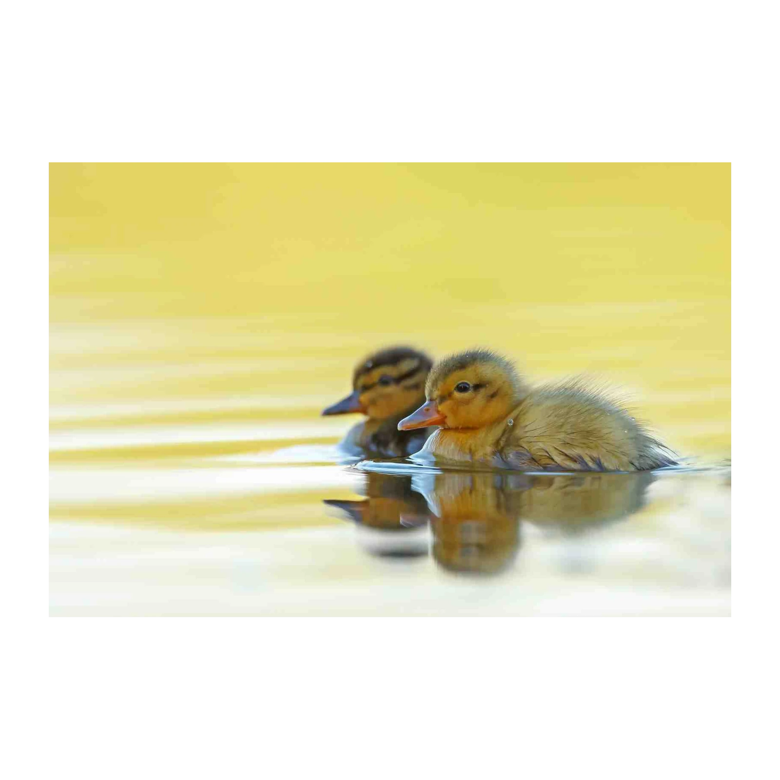 Adorable Ducklings Serene Swim Wall Art