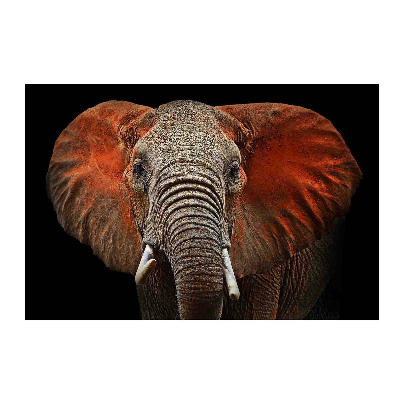 Majestic Elephant Portrait Wall Art