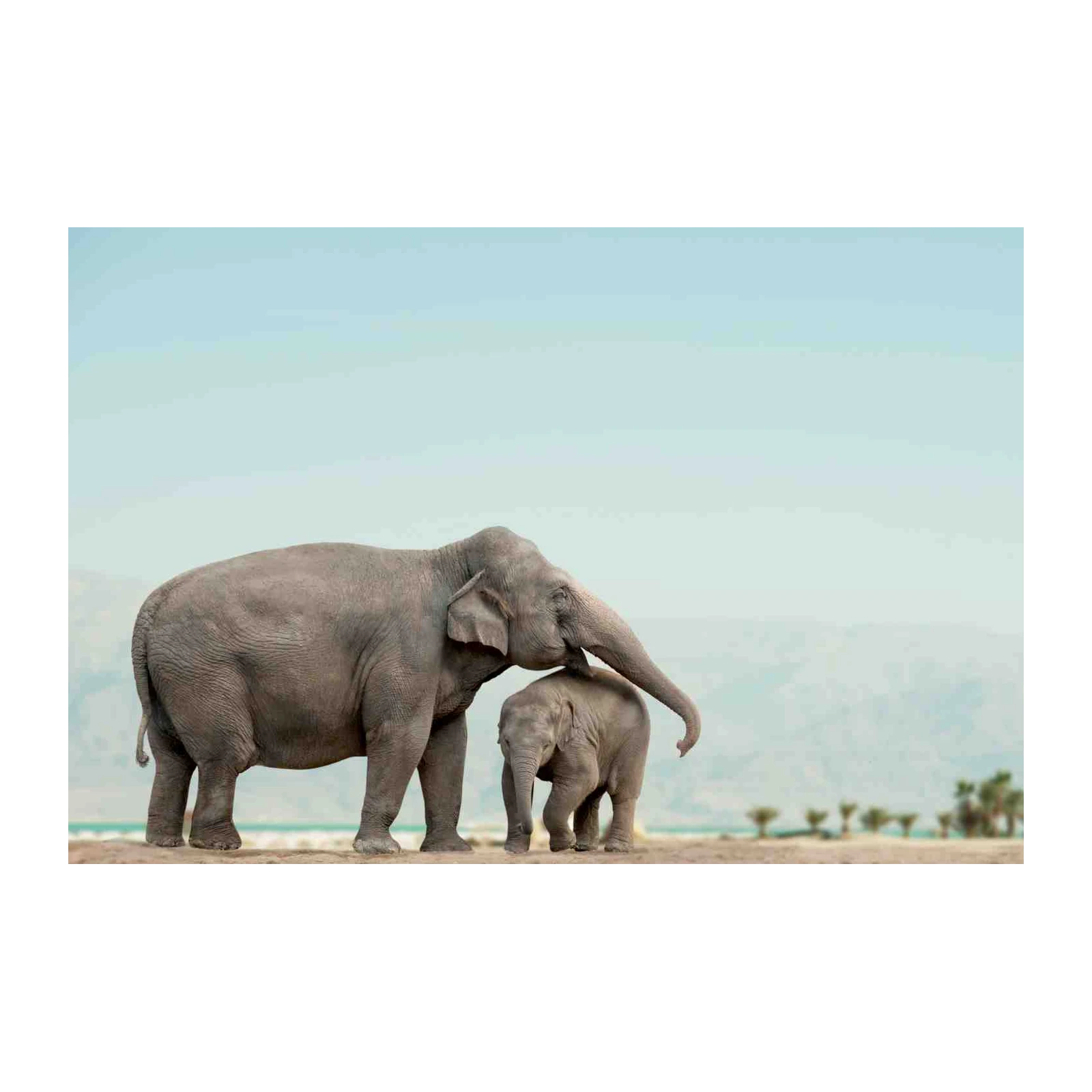 Gentle Giants Elephant Family Serenity Wall Art