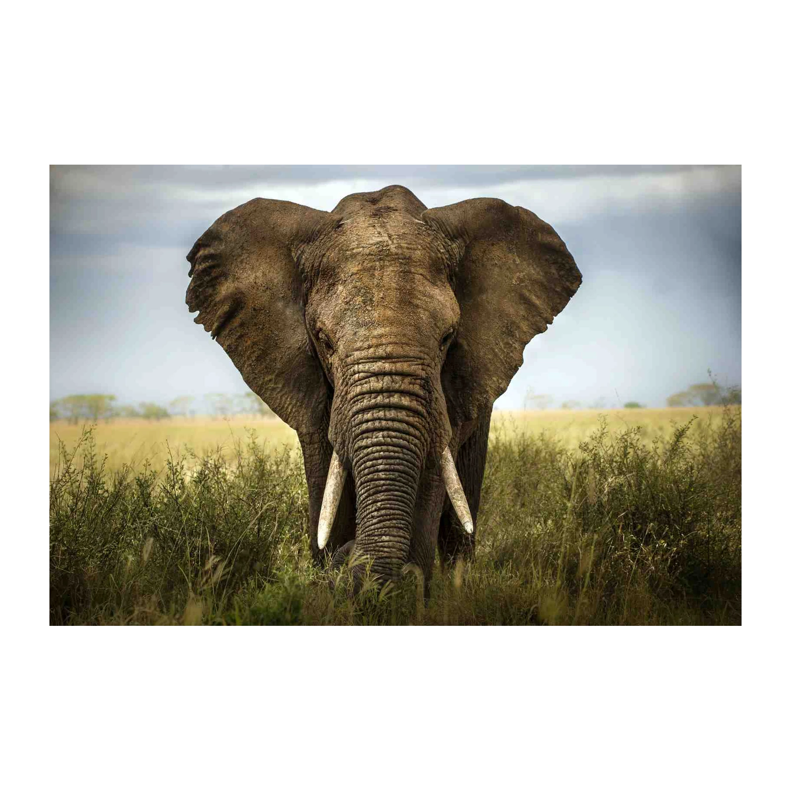 Majestic Elephant Portrait Wall Art