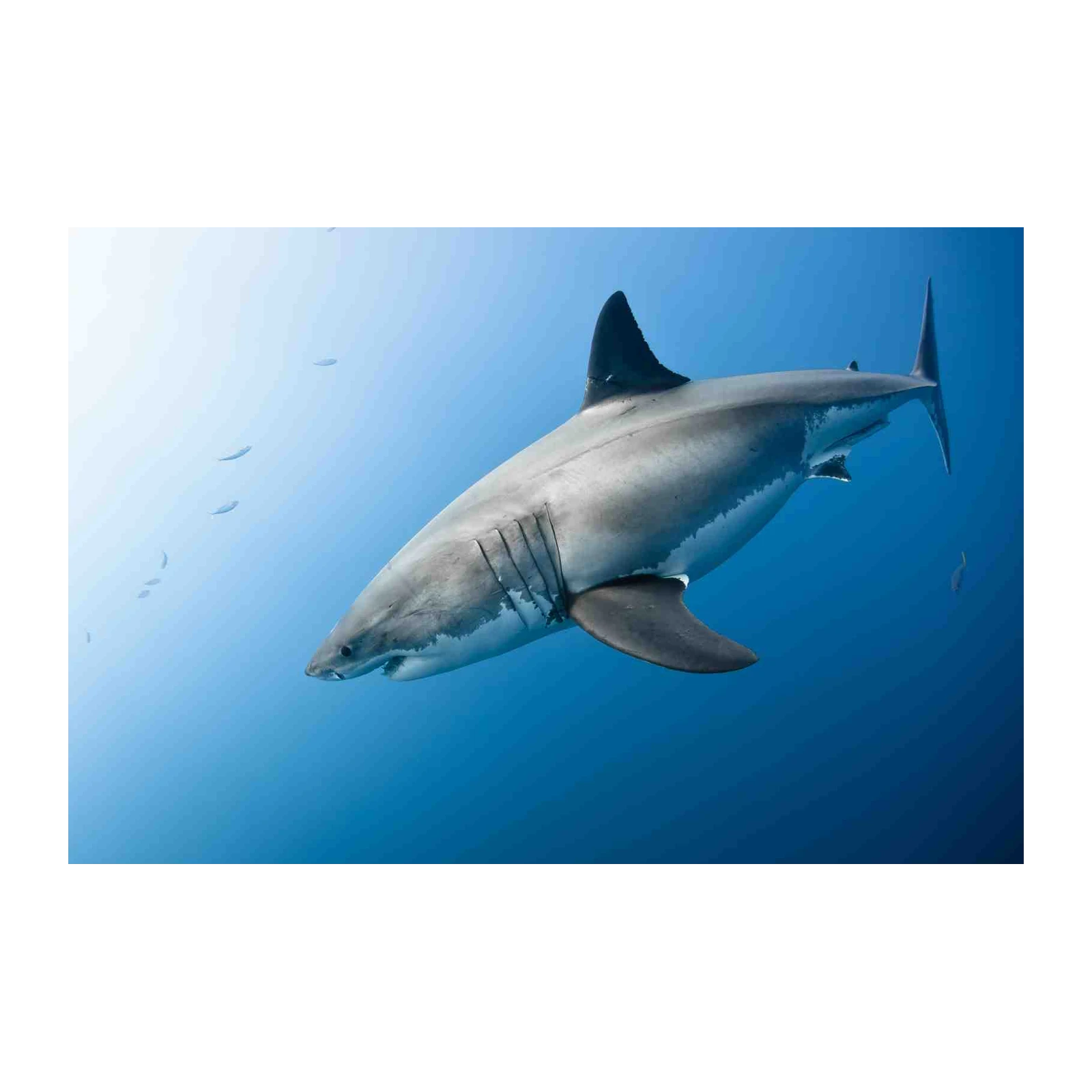 Majestic Great White Shark Underwater Wall Art