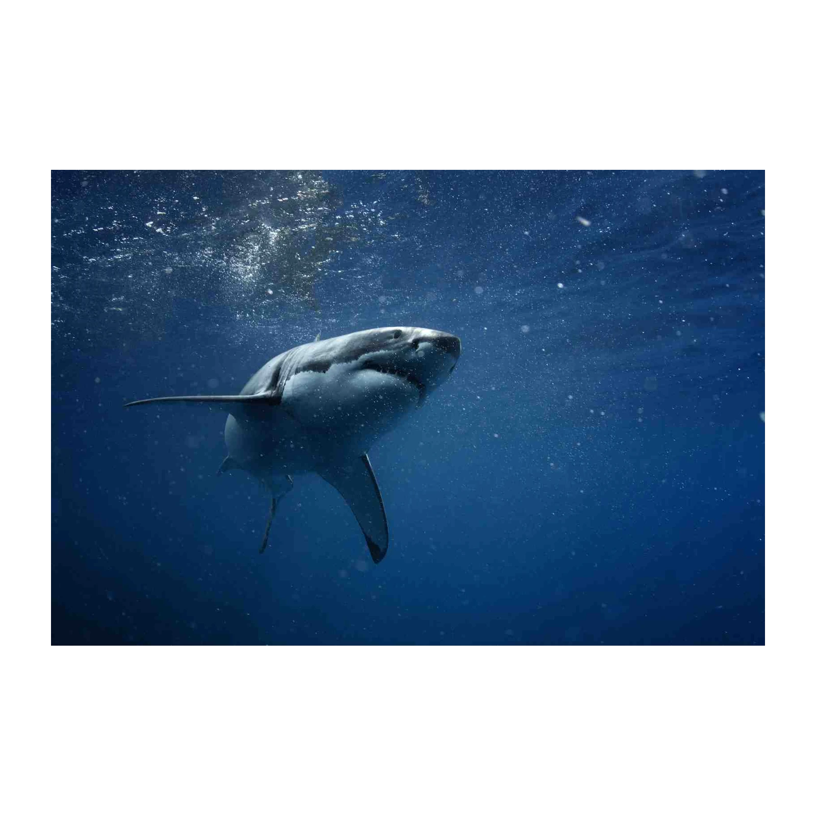 Majestic Great White Shark Wall Art