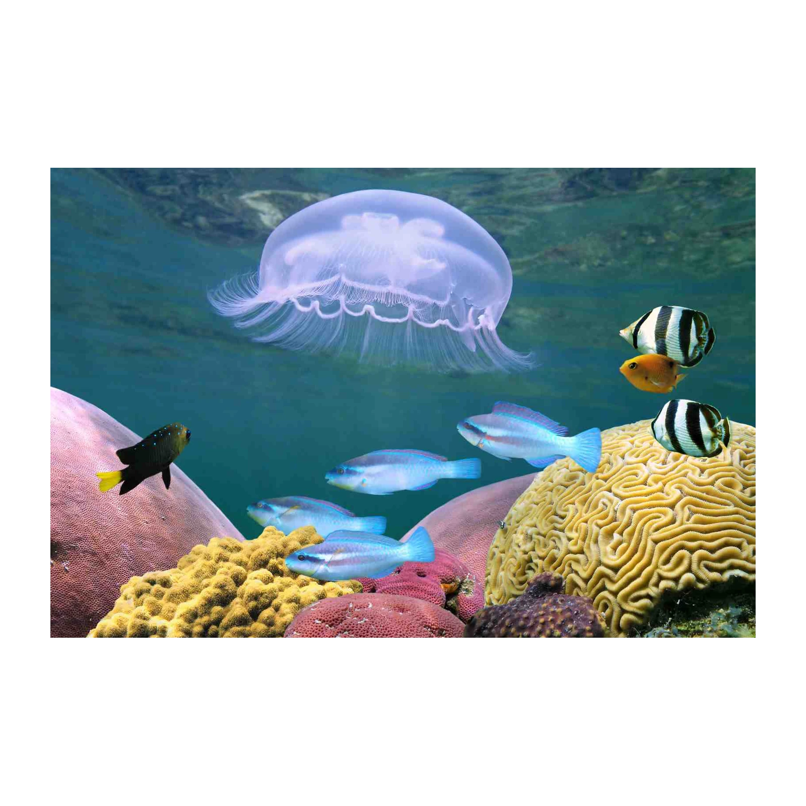 Serene Jellyfish & Coral Reef Wall Art