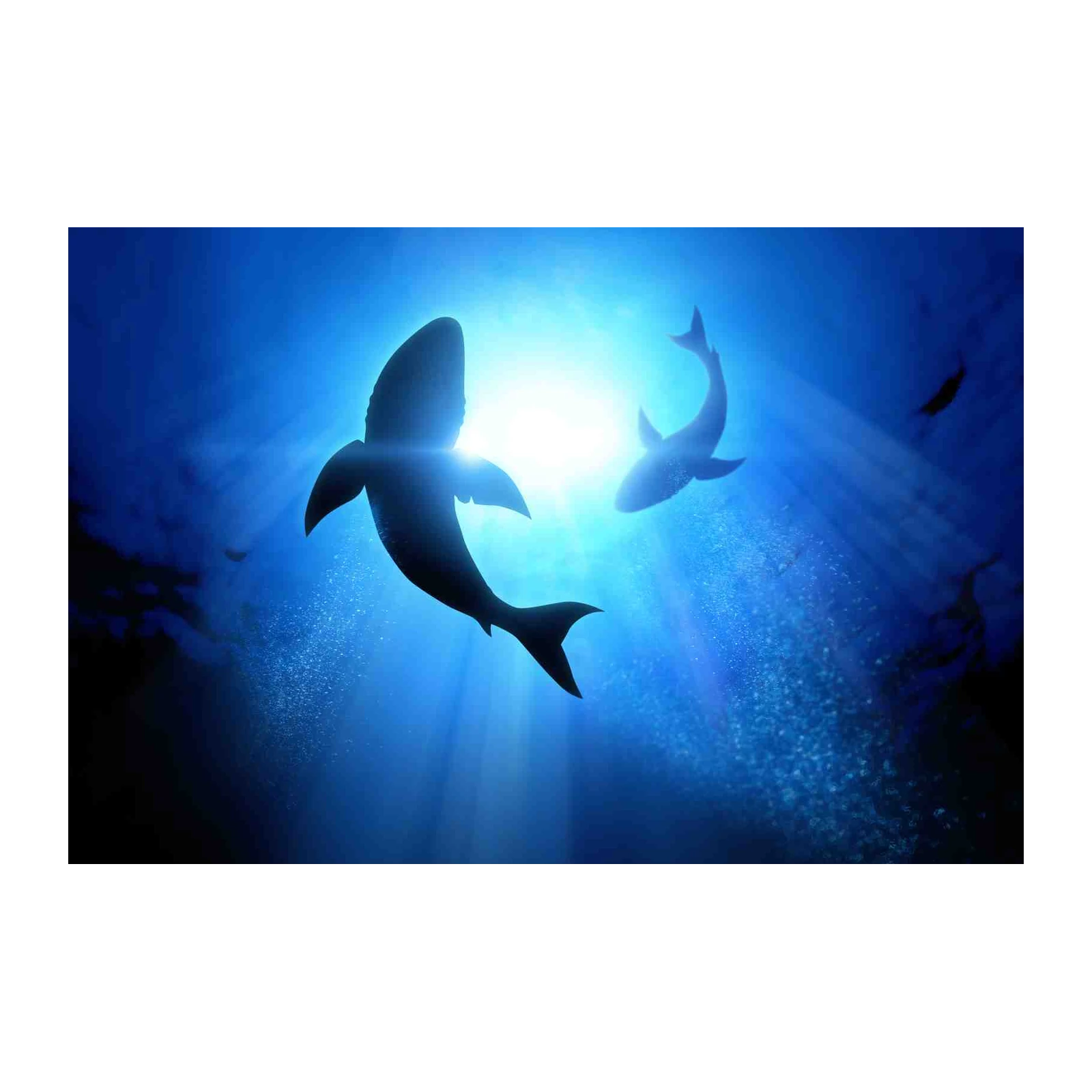 Majestic Sharks in Sunlit Ocean Wall Art