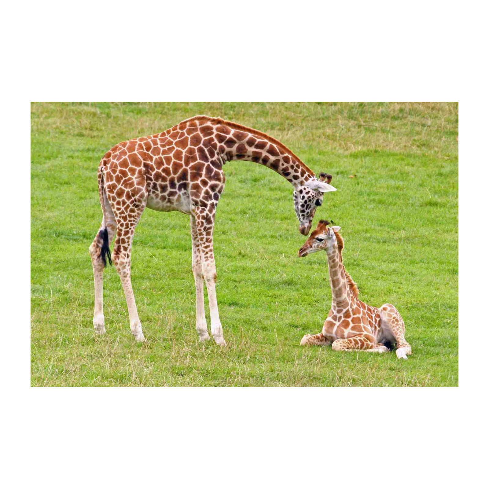 Gentle Giraffe Family Portrait Wall Art