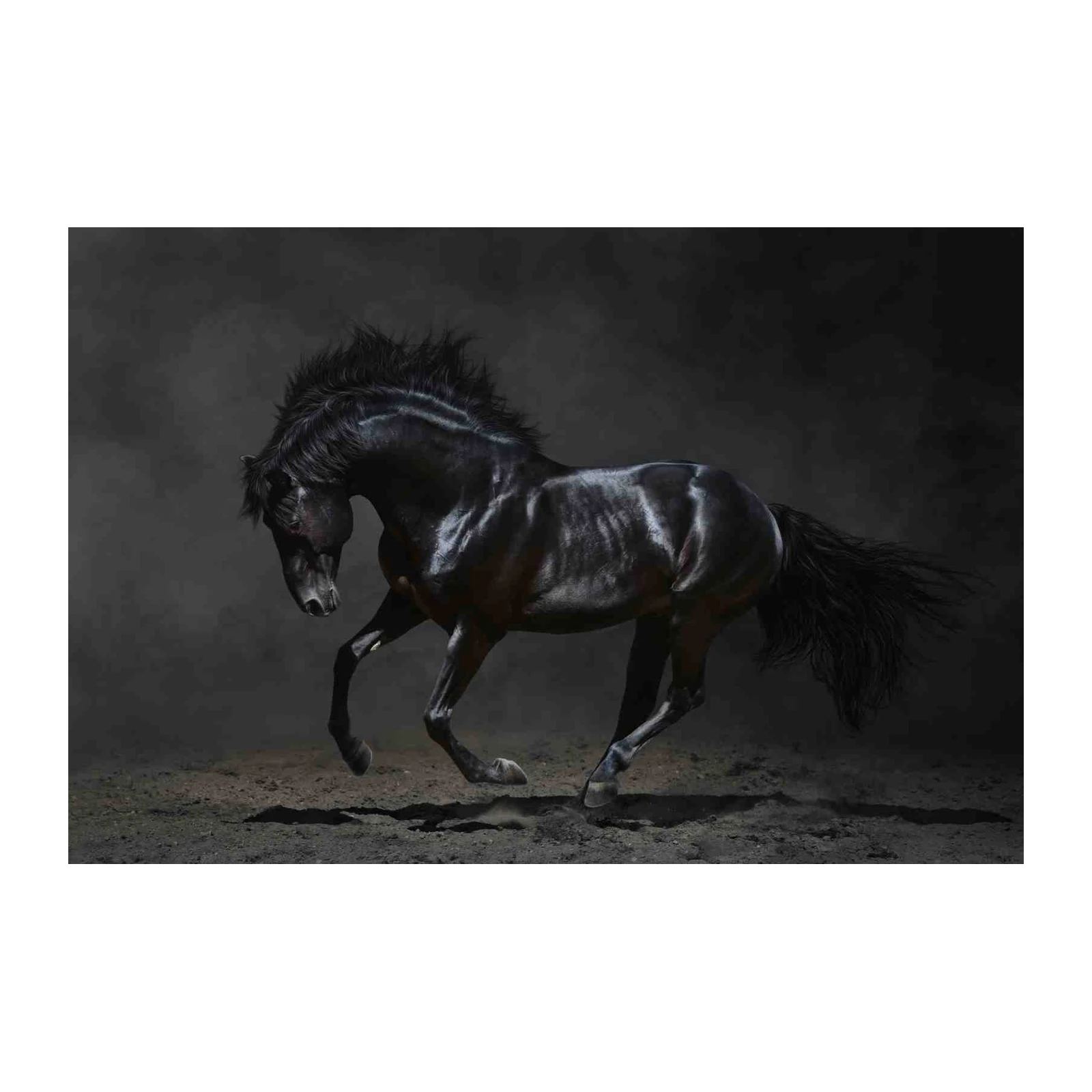 Majestic Black Stallion Horse Wall Art
