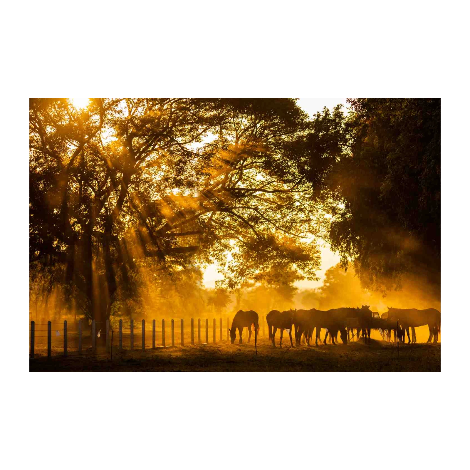 Golden Hour Horses Meadow Wall Art