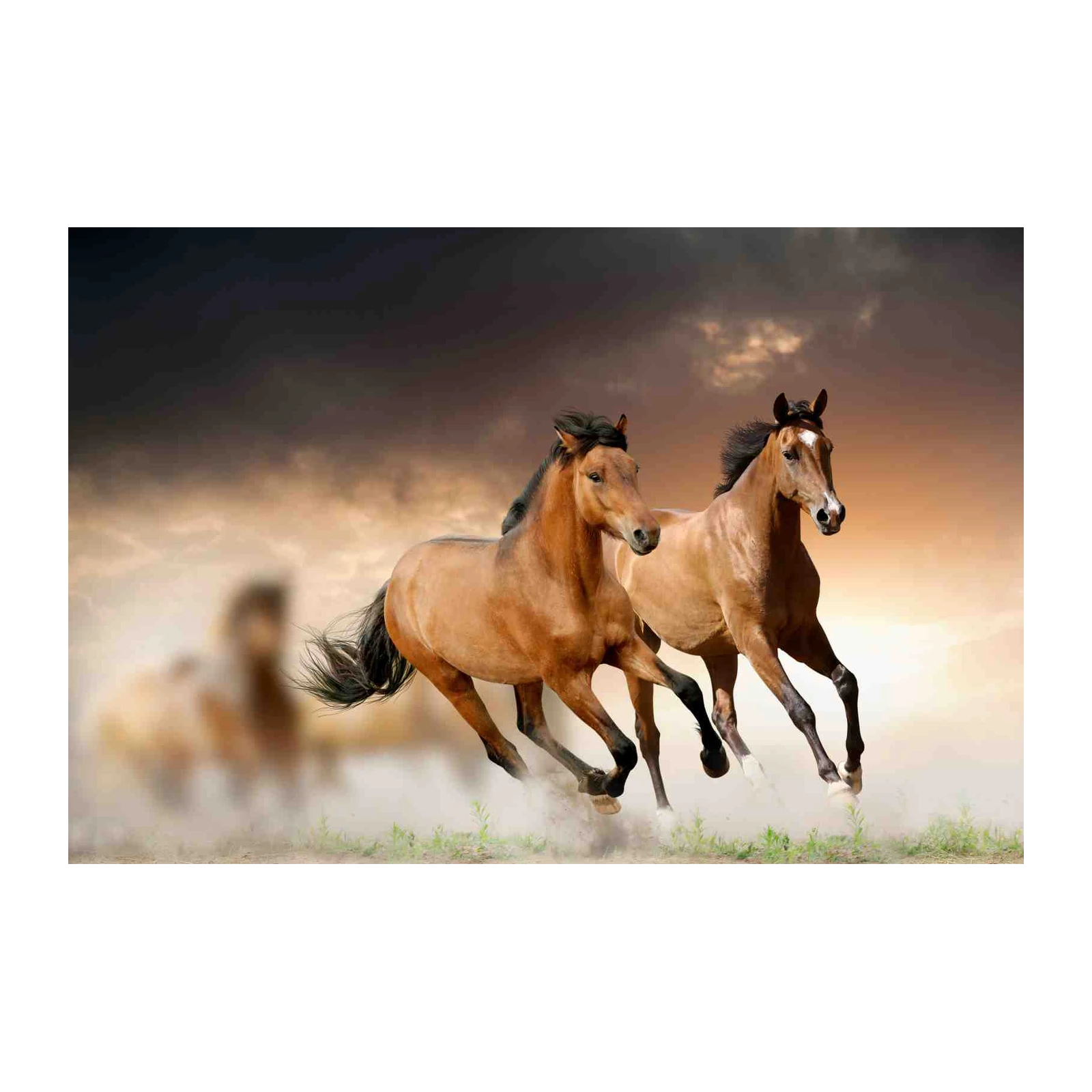 Majestic Horse Gallop Wall Art
