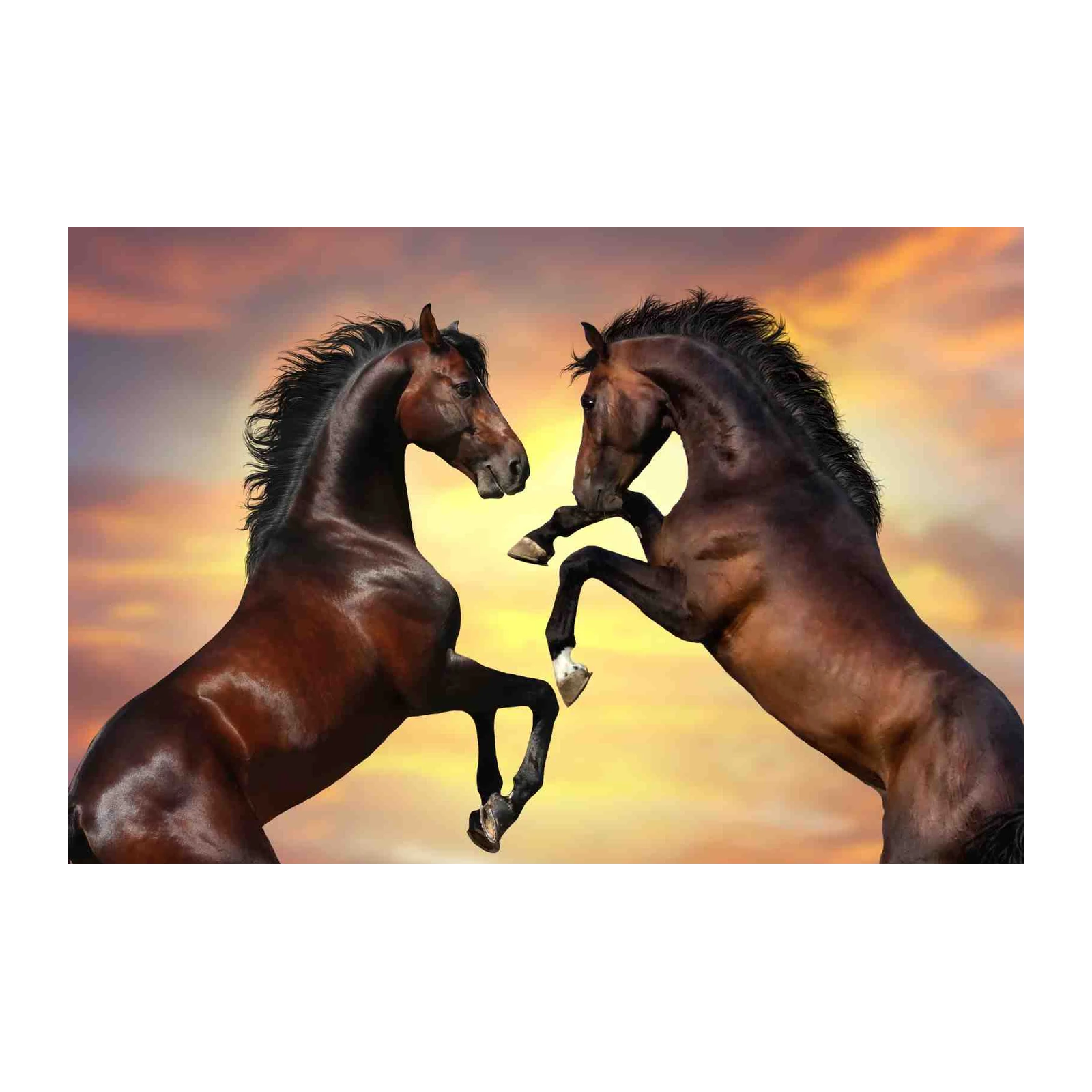 Majestic Rearing Horses Sunset Wall Art