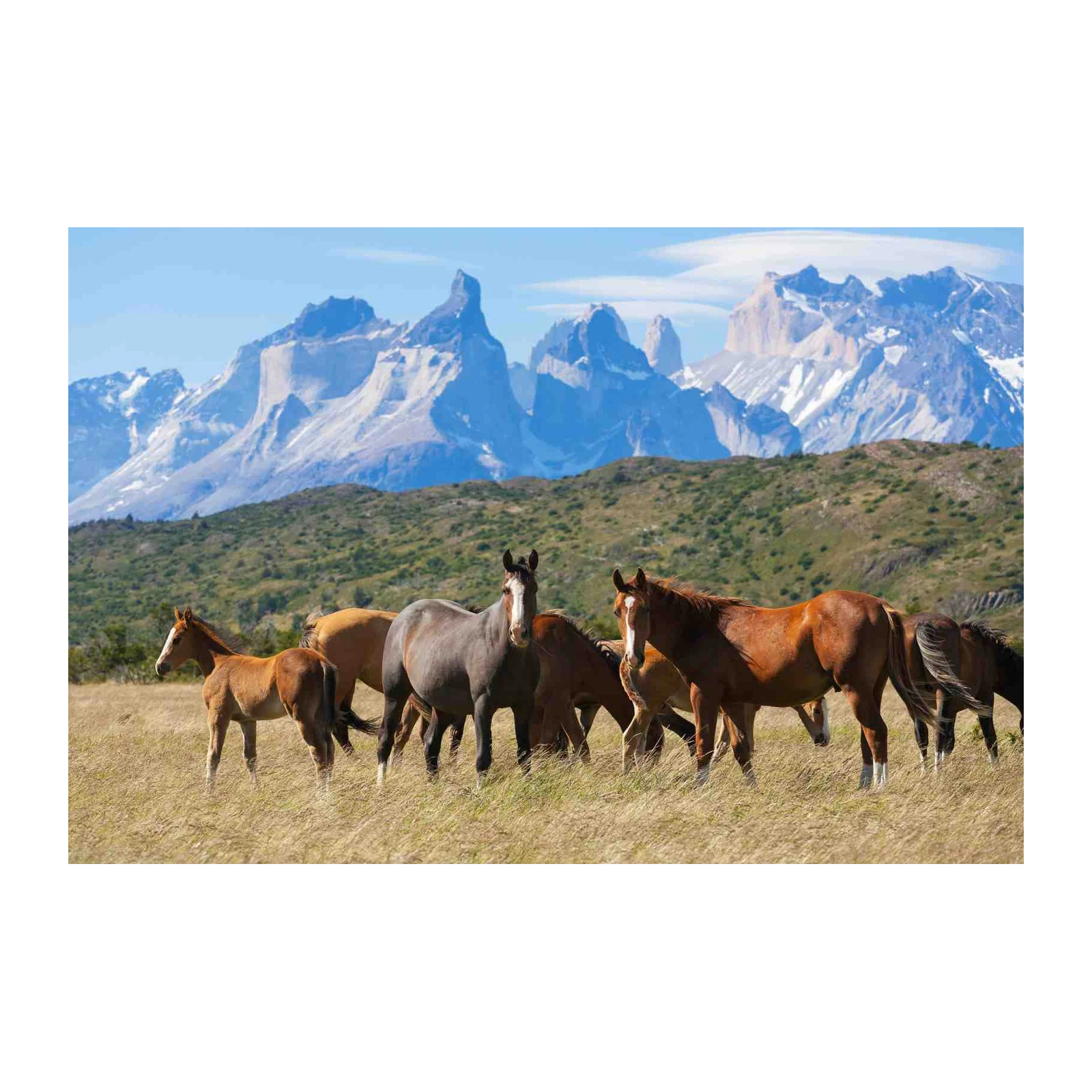 Wild Horses Majestic Mountains Wall Art