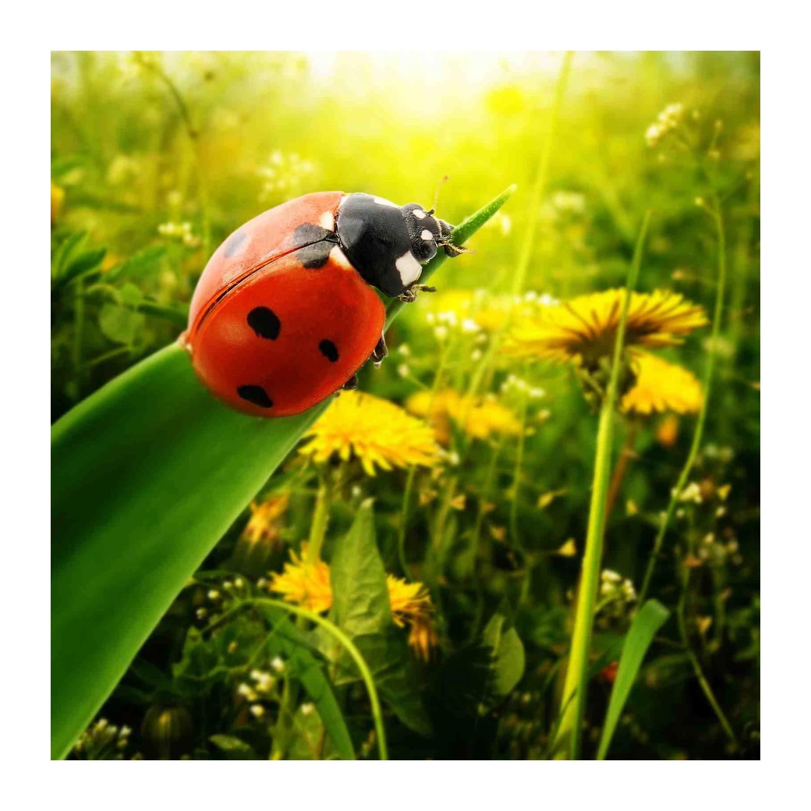 Lucky Ladybug Nature Garden Wall Art