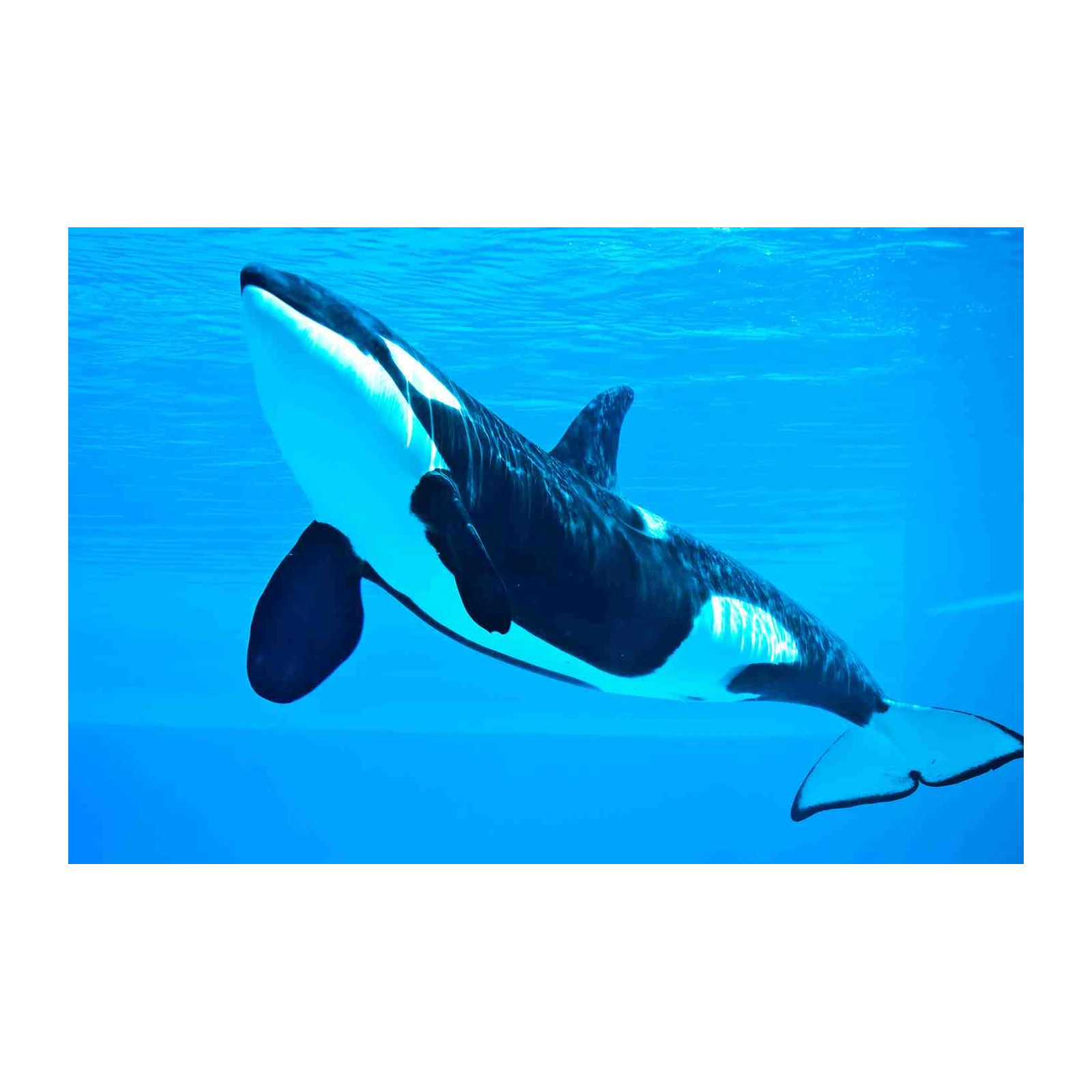 Majestic Orca Ocean Wall Art