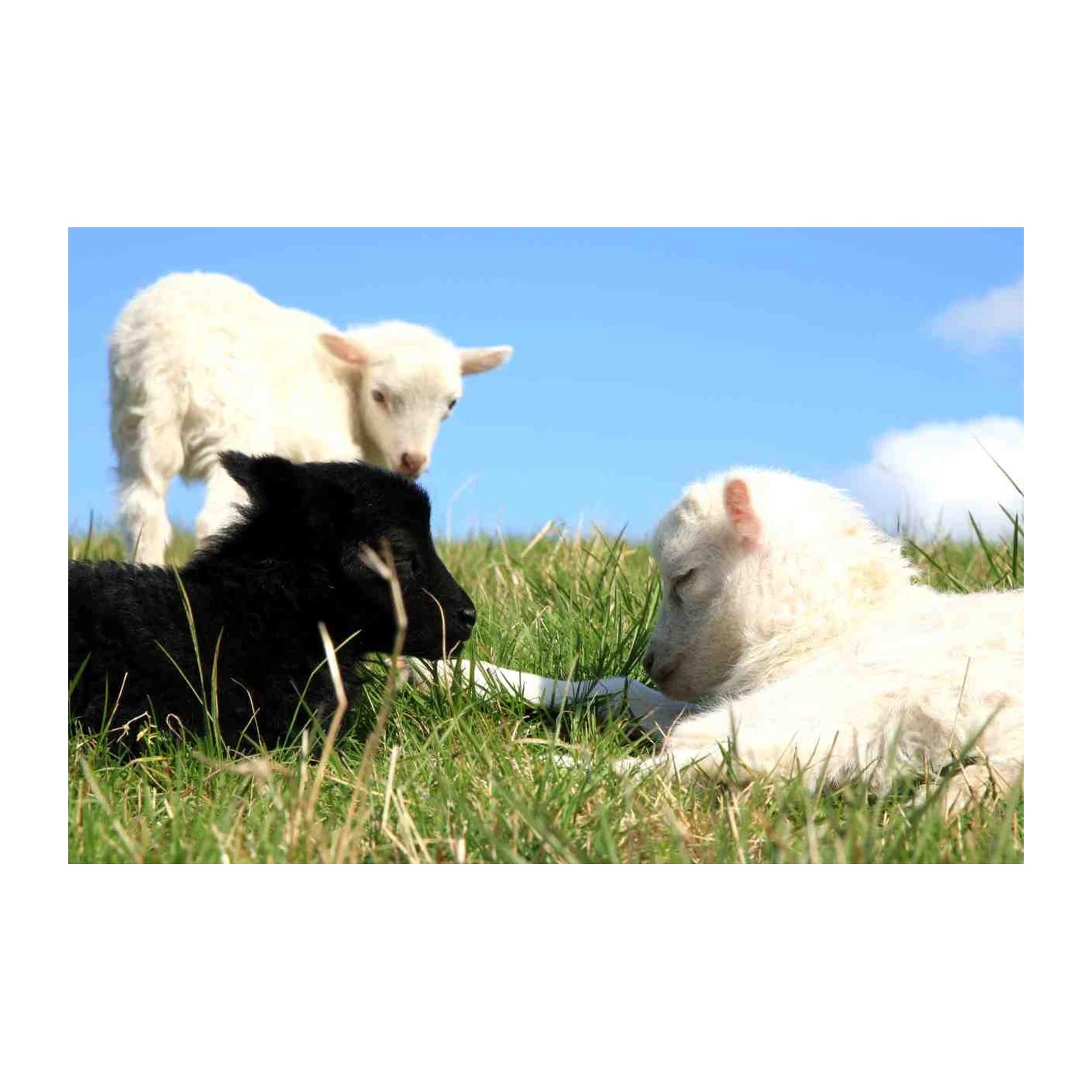Sweet Sheep Friendship Wall Art