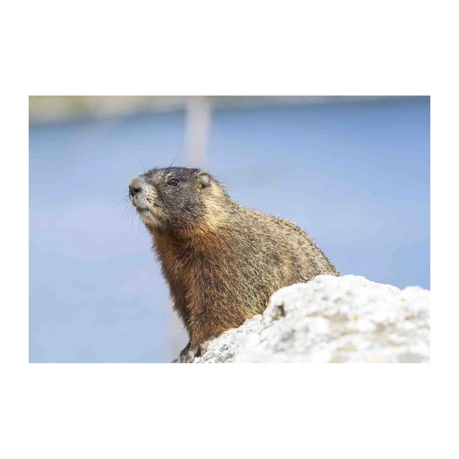 Curious Marmot Wildlife Wall Art