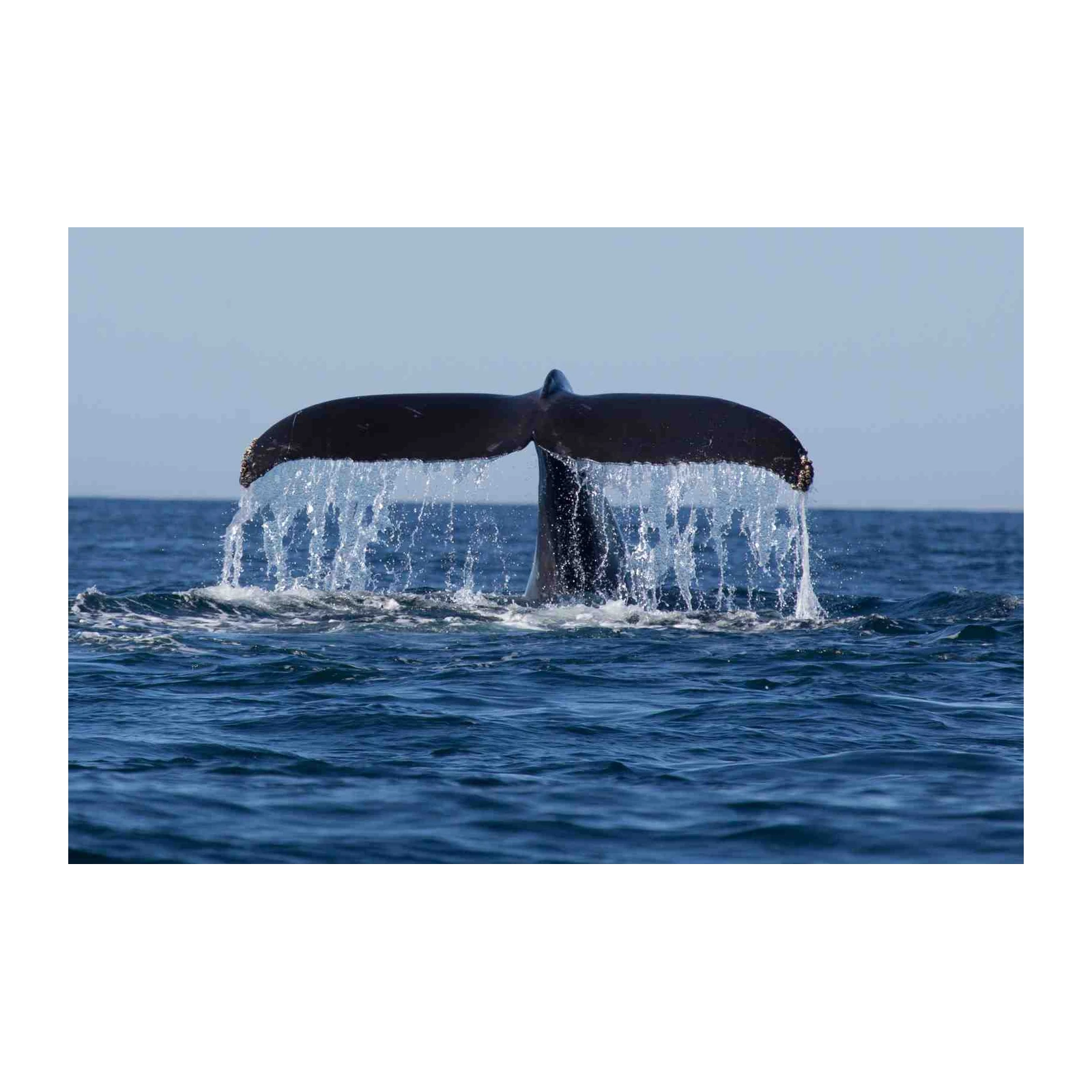 Majestic Whale Tail Splash Wall Art