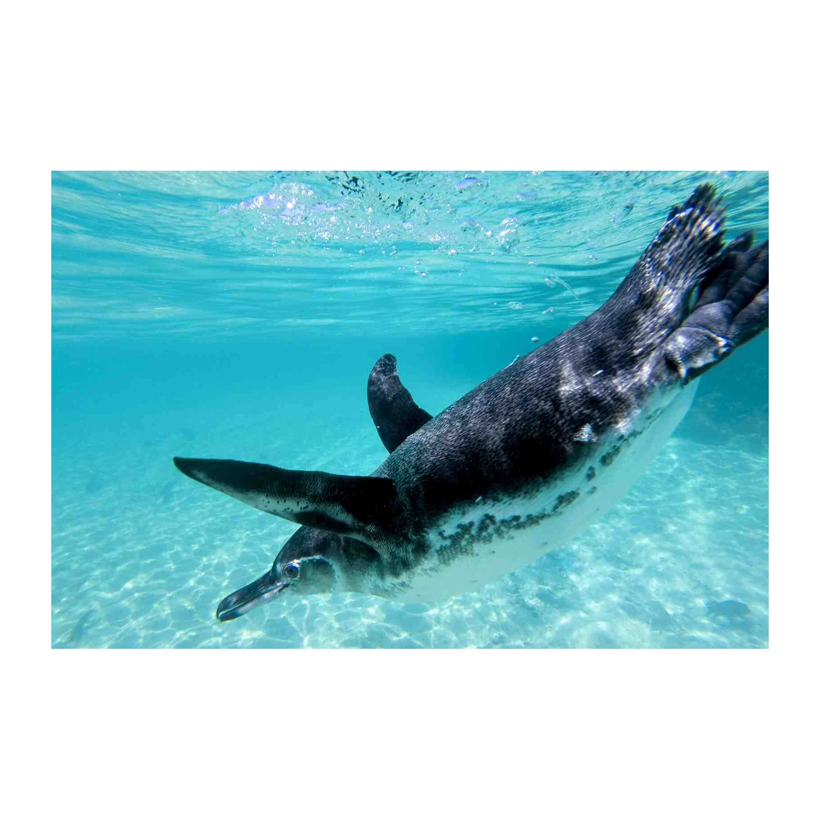 Graceful Penguin Underwater Wall Art