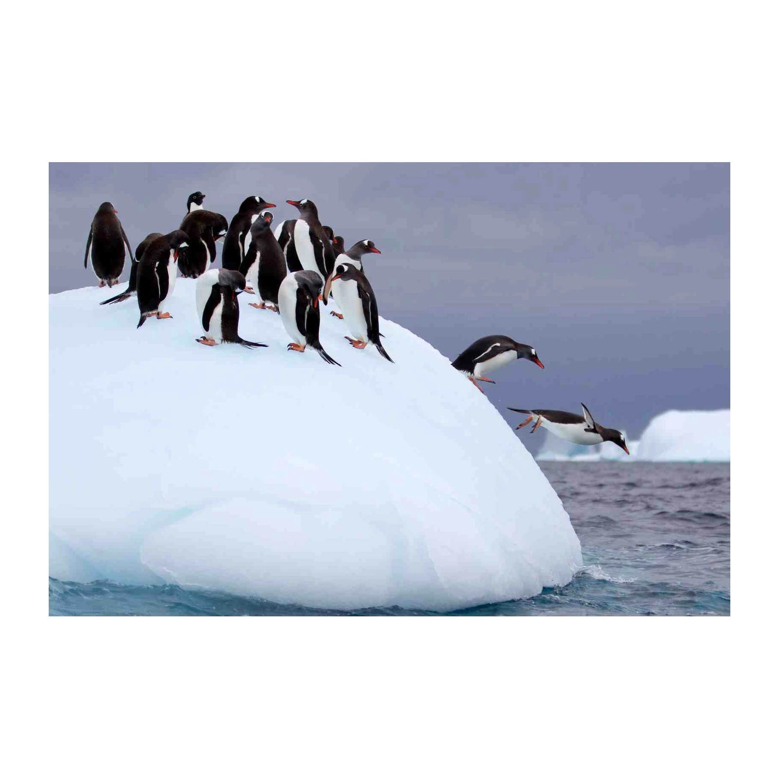 Penguins Jumping Arctic Adventure Wall Art