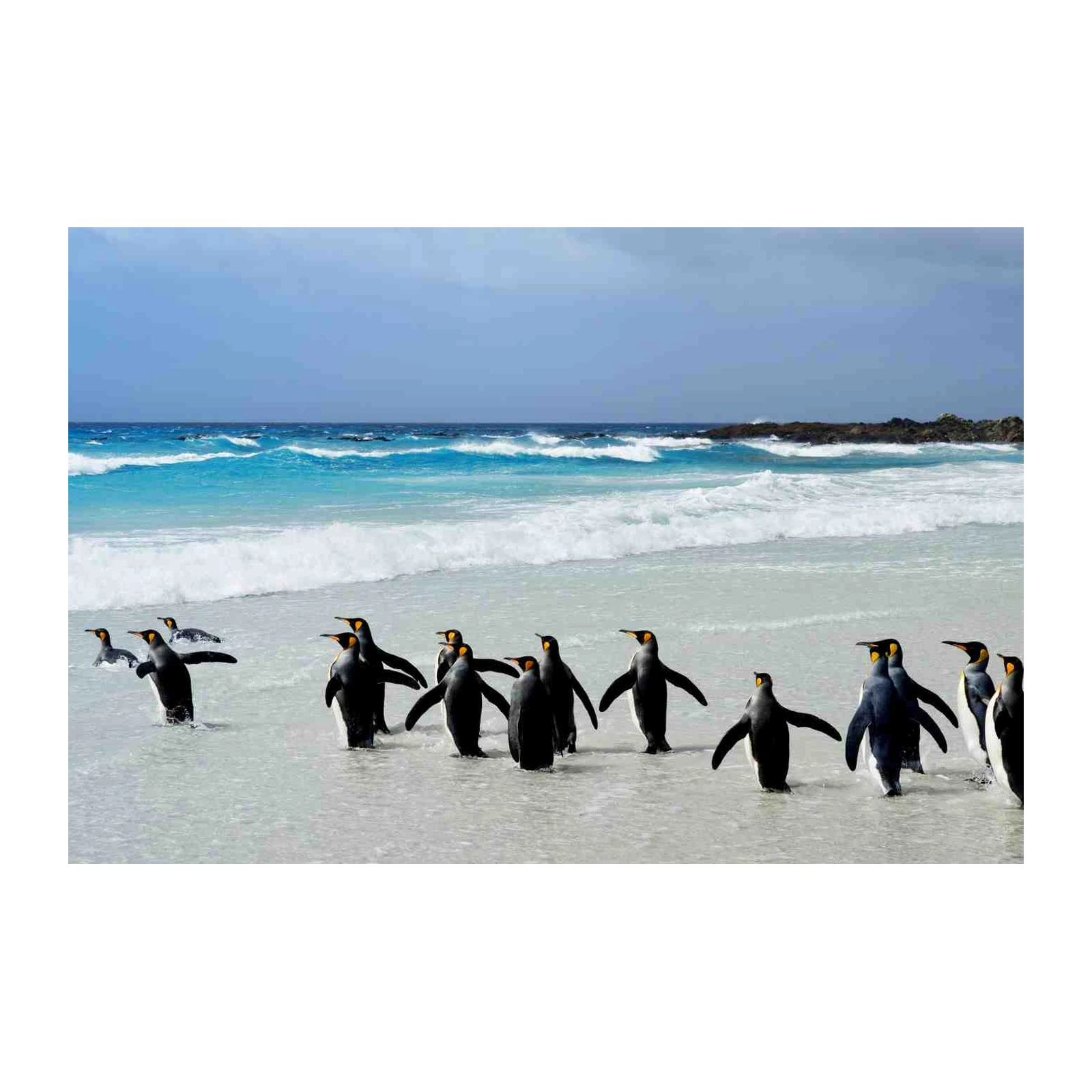 King Penguins Beach Scene Wall Art
