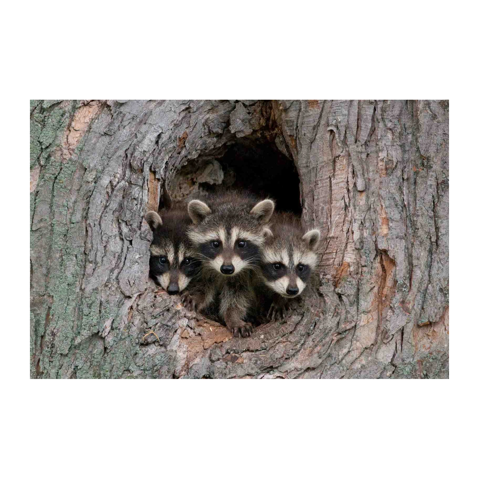 Adorable Trio of Raccoons in Tree Wall Art