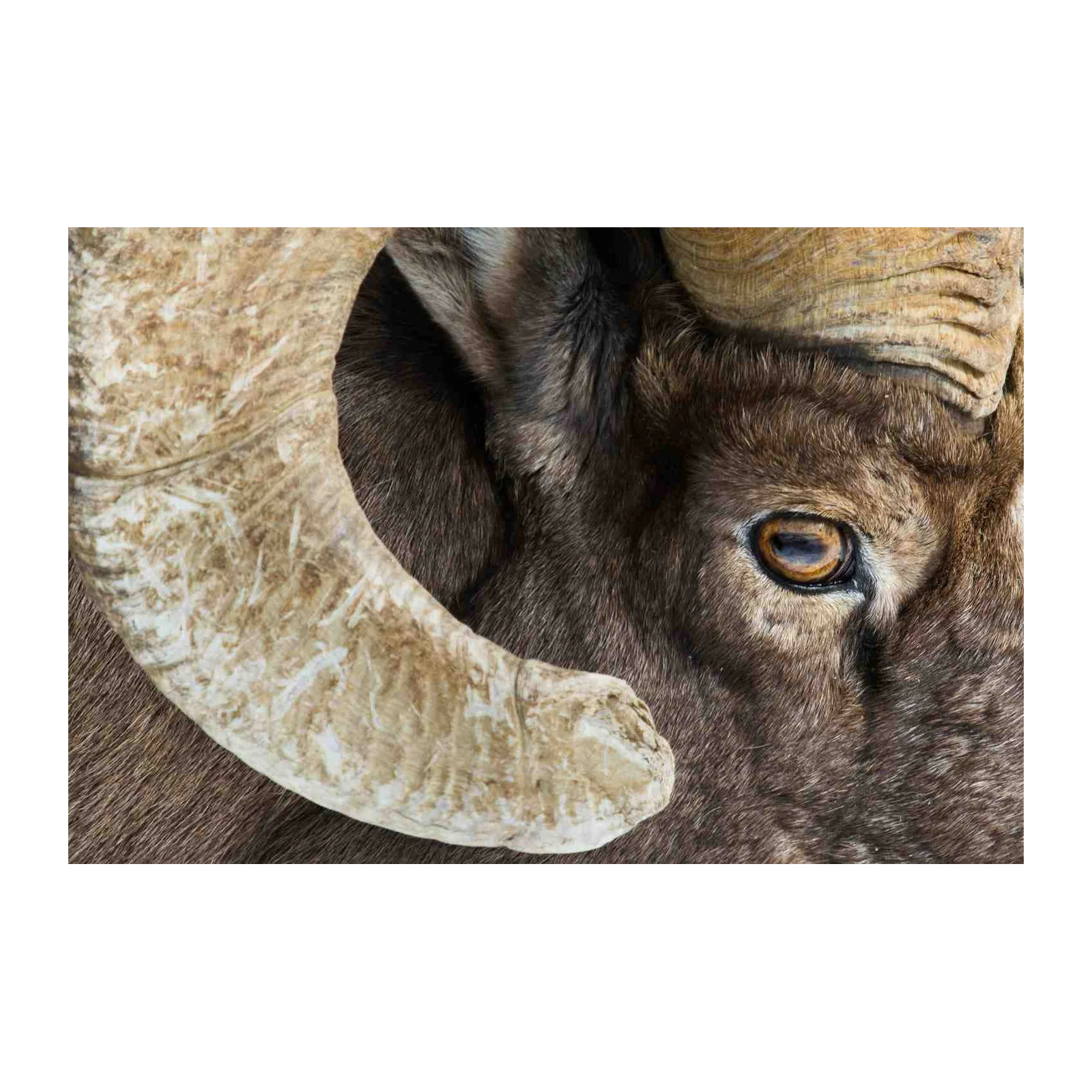 Majestic Ram Horns Wildlife Wall Art