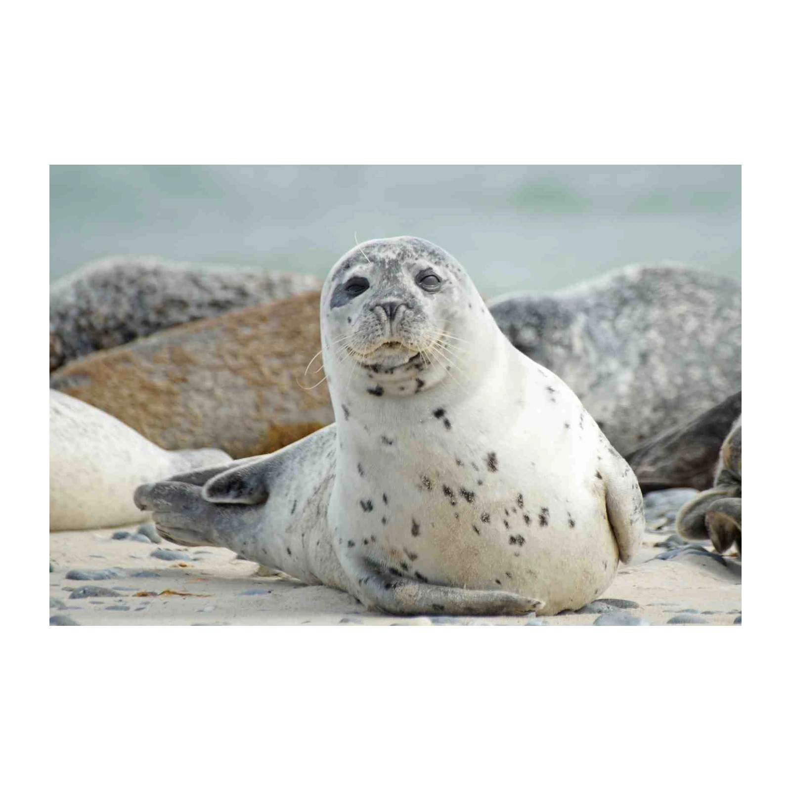 Adorable Seal Beach Scene Wall Art