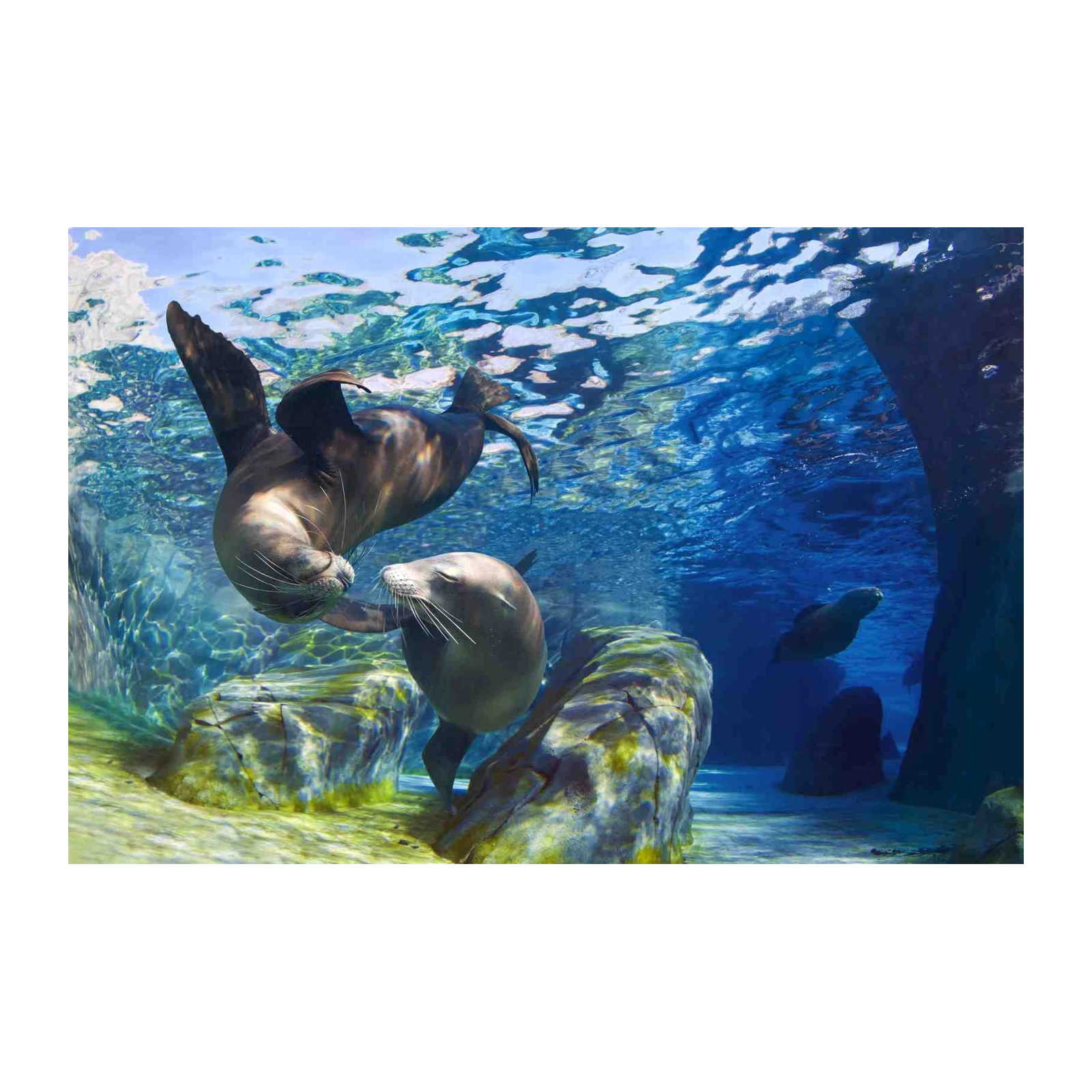 Graceful Sea Lions Underwater Wall Art