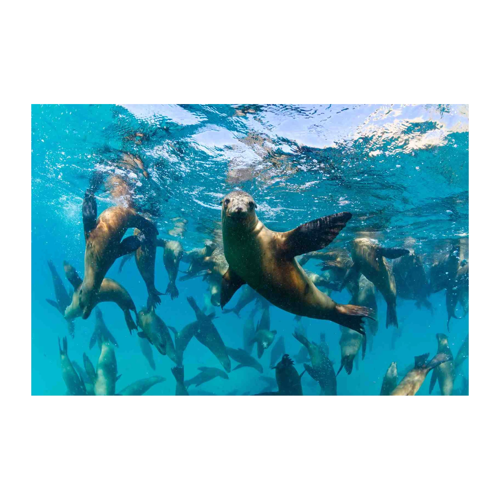 Underwater Sea Lions Galore Wall Art