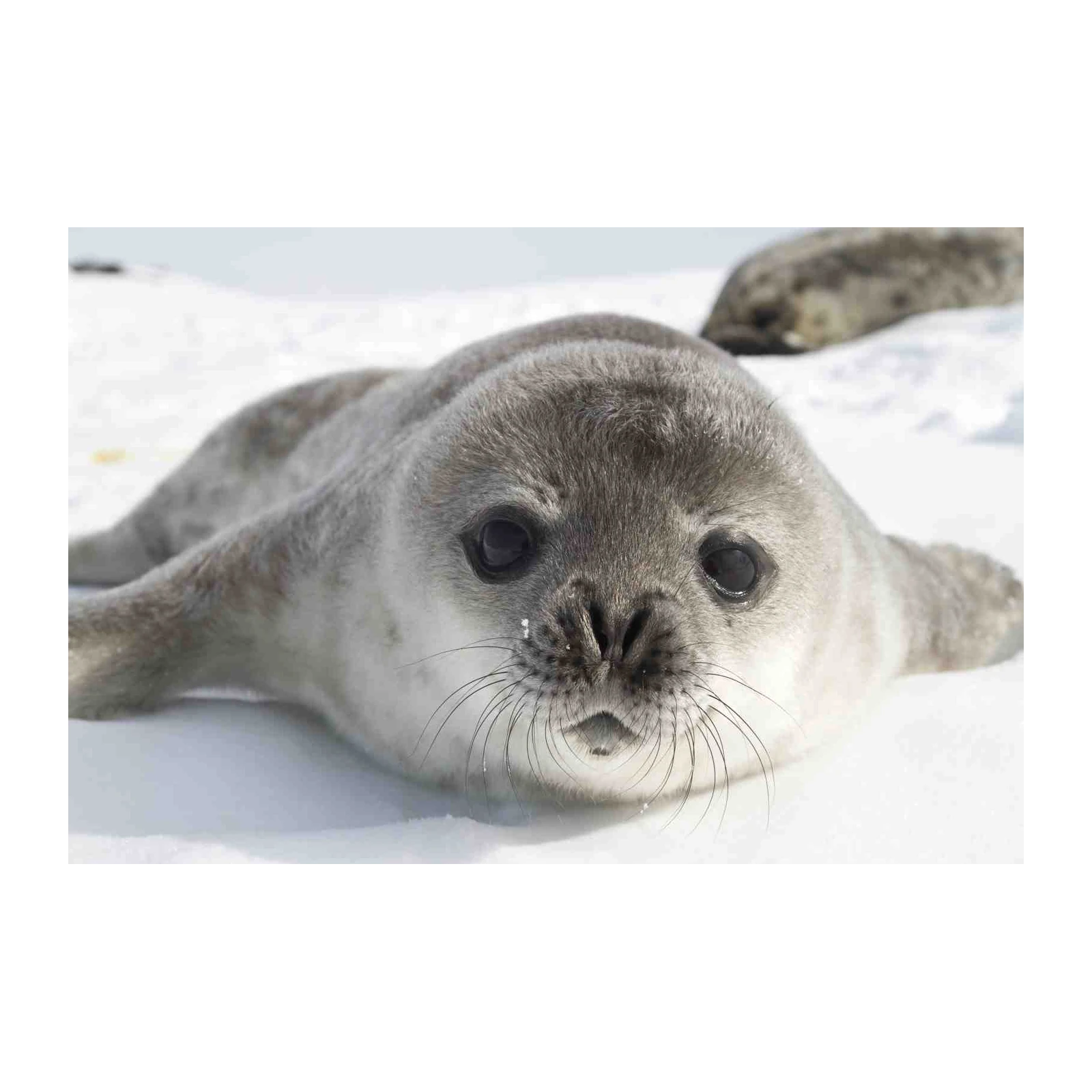 Adorable Baby Seal Close-Up Wall Art