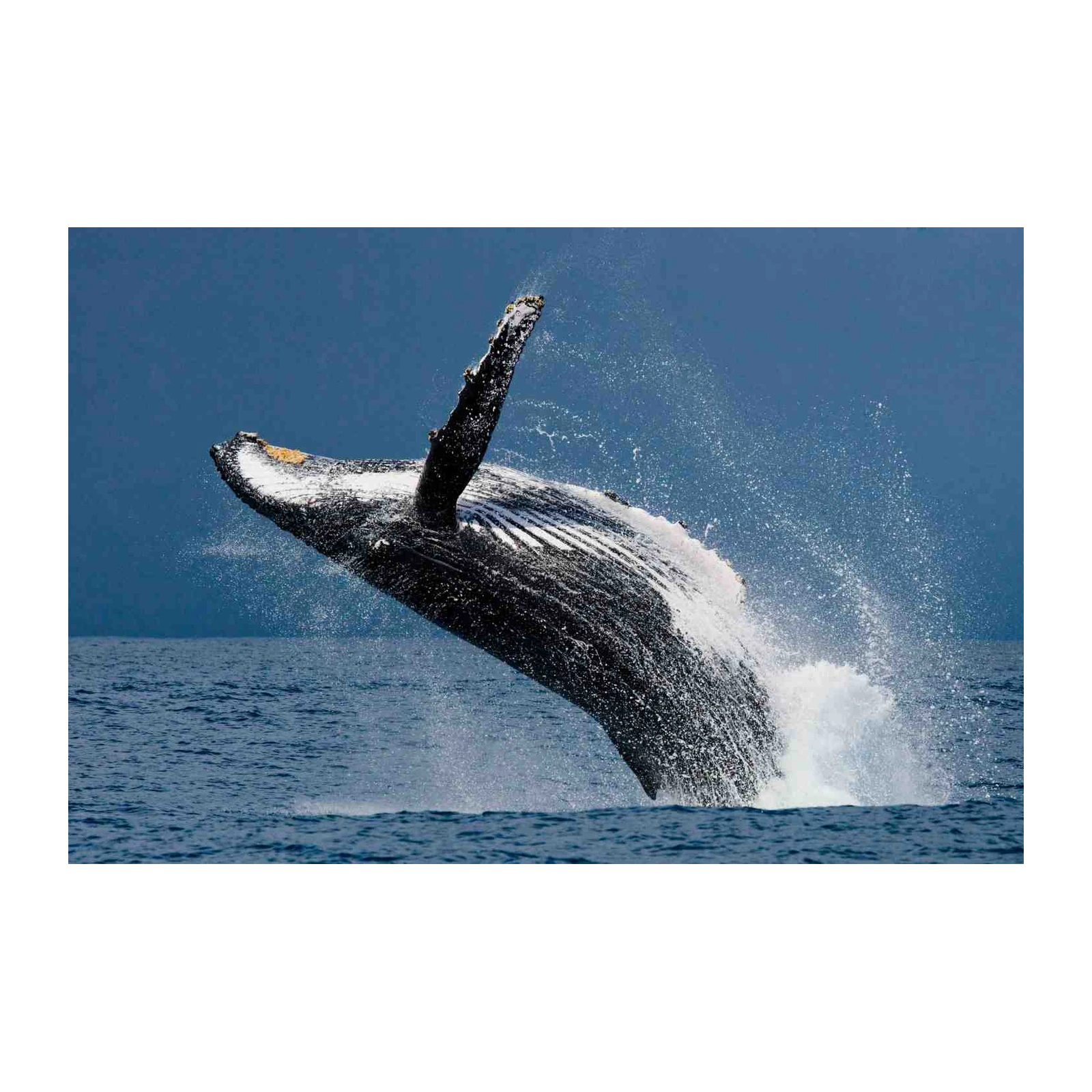 Majestic Humpback Whale Breach Wall Art