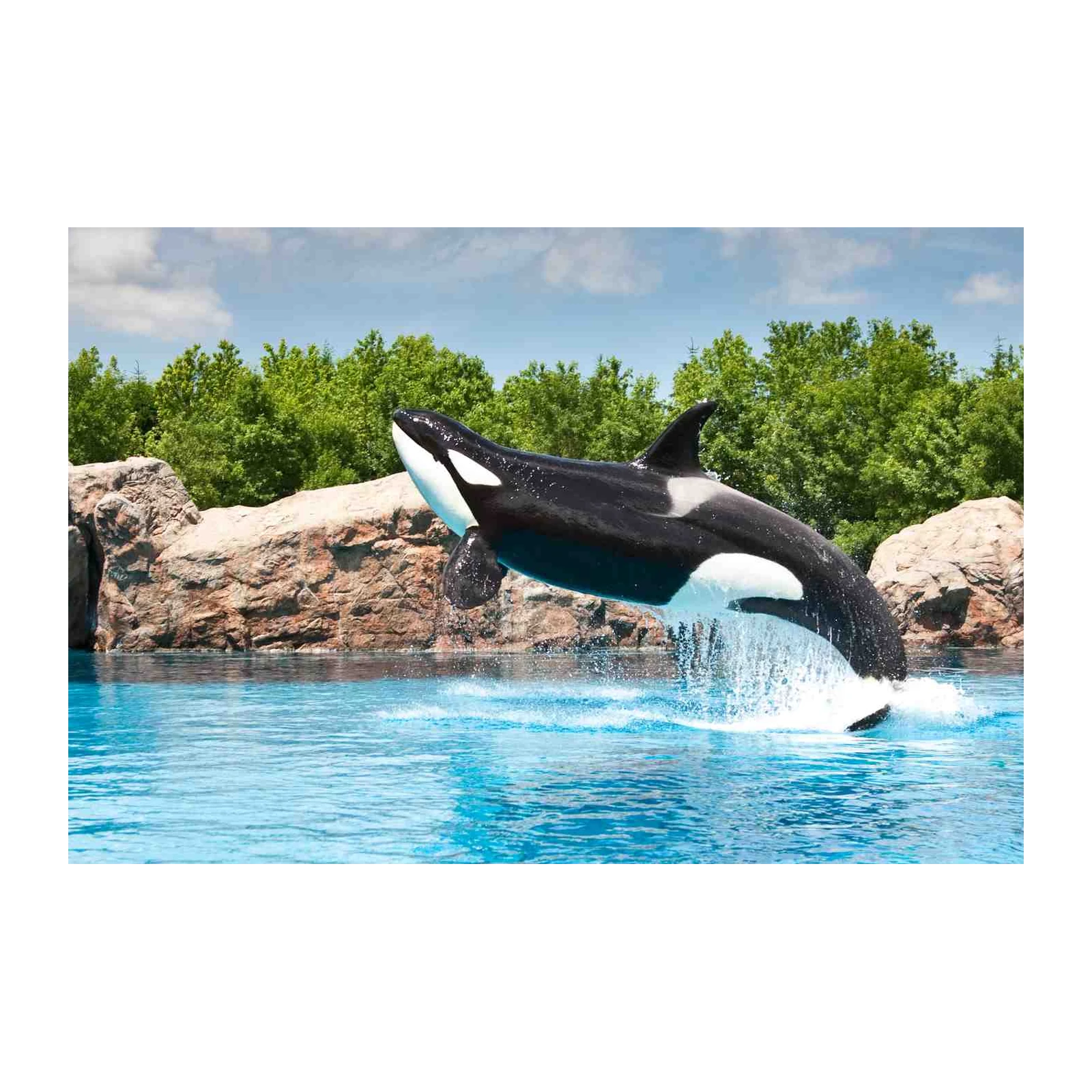 Majestic Orca Breach Ocean Wall Art