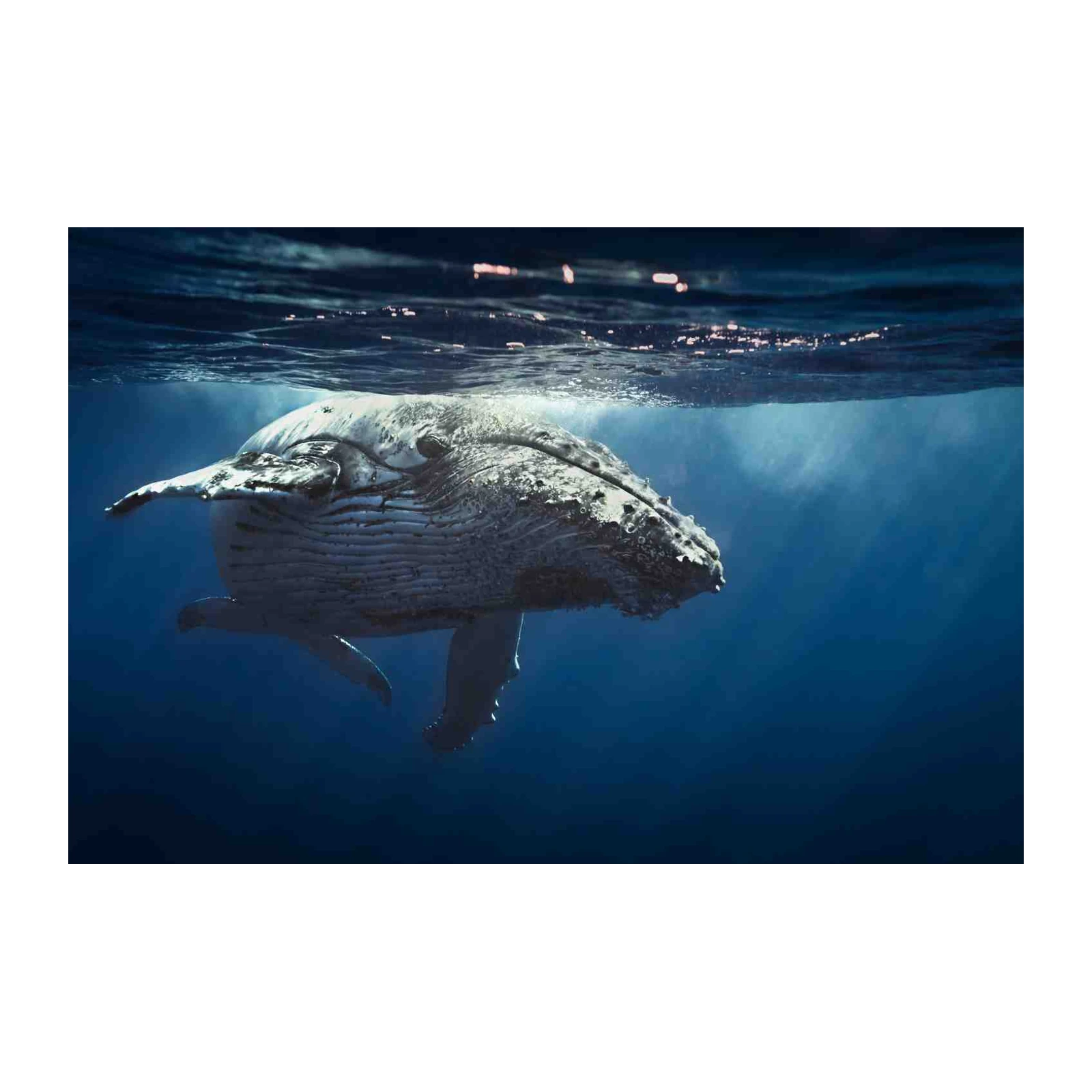 Majestic Humpback Whale Underwater Wall Art