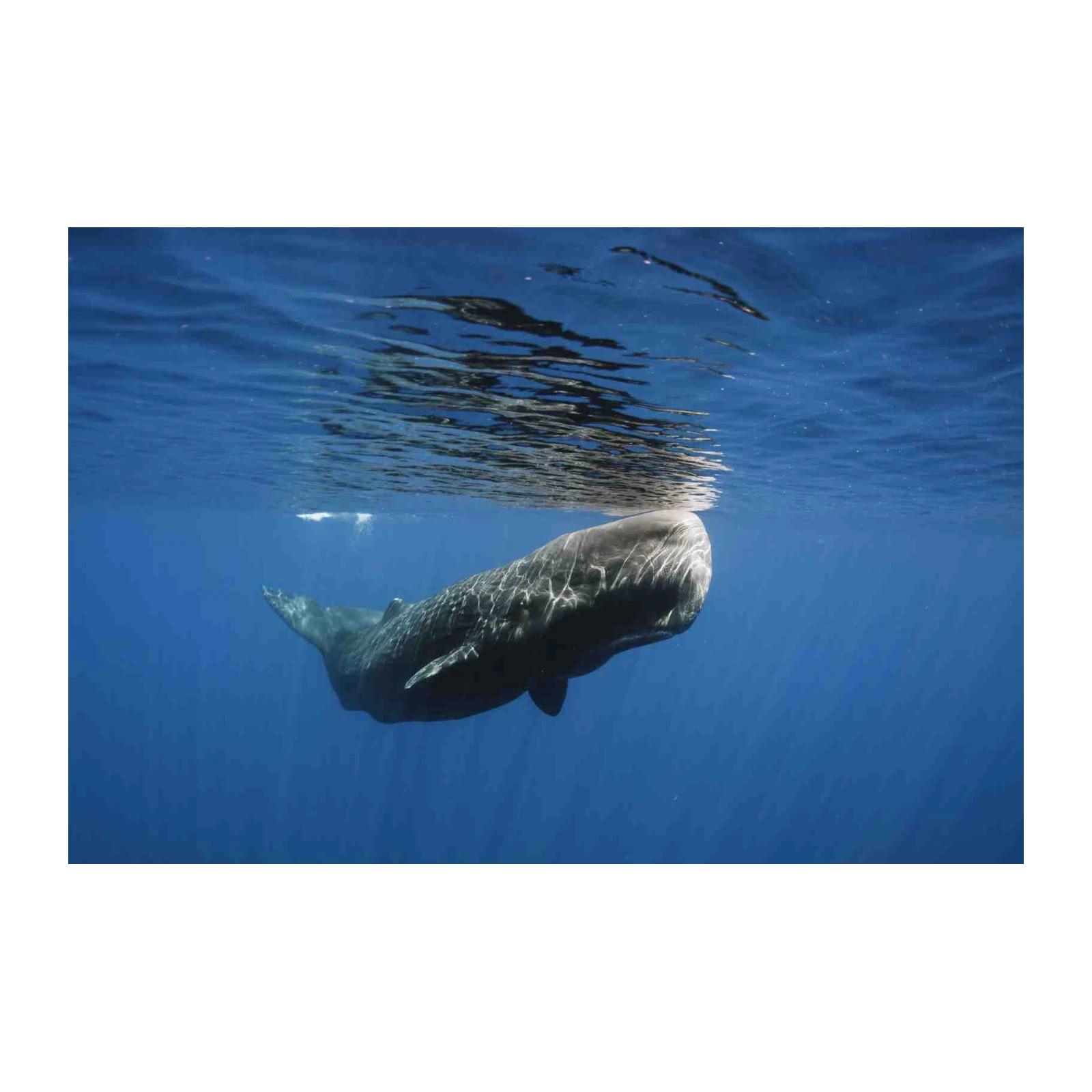 Majestic Sperm Whale Ocean Scene Wall Art