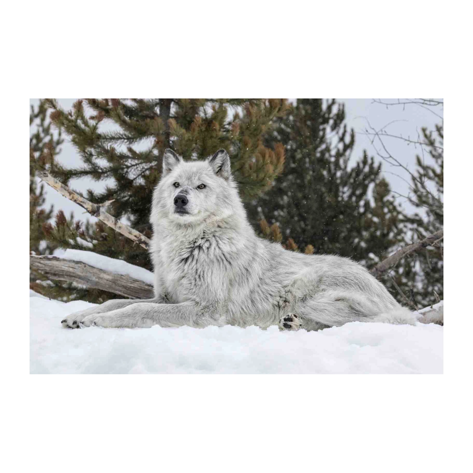 Majestic Grey Wolf Serenity Wall Art