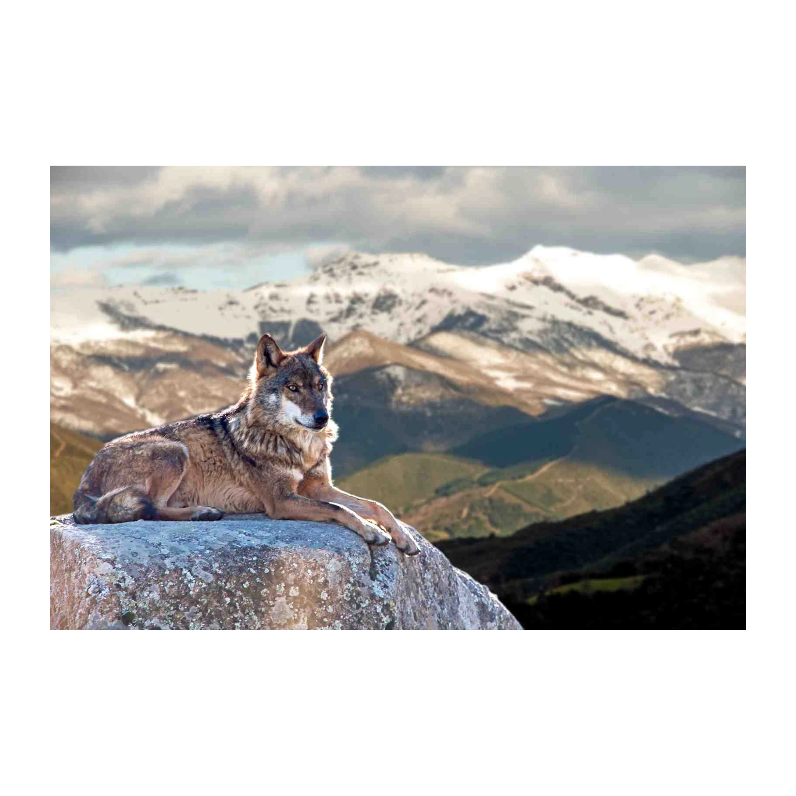 Majestic Wolf Mountain Scene Wall Art